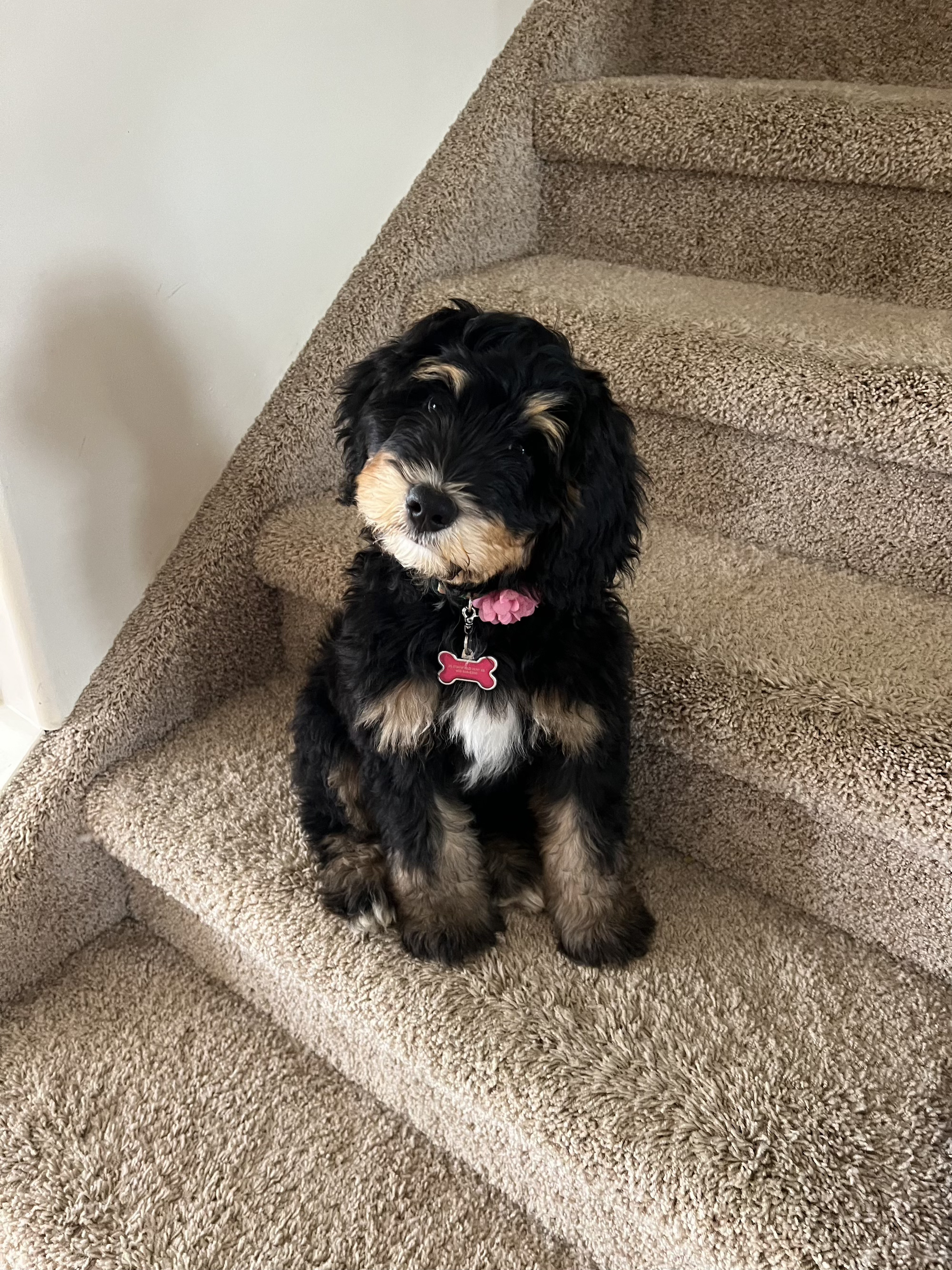 alberta bernedoodles june baby.png