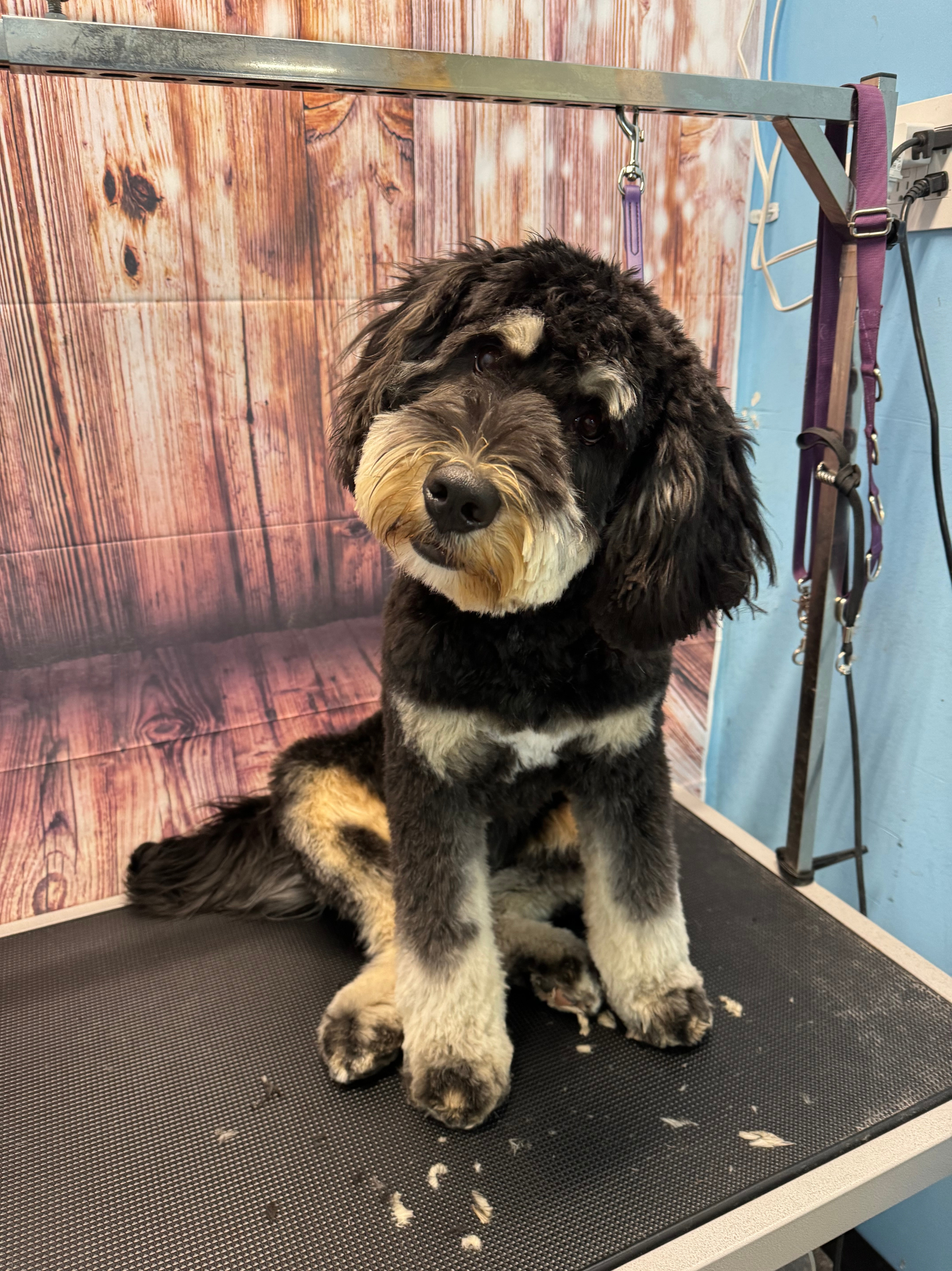alberta bernedoodles.png