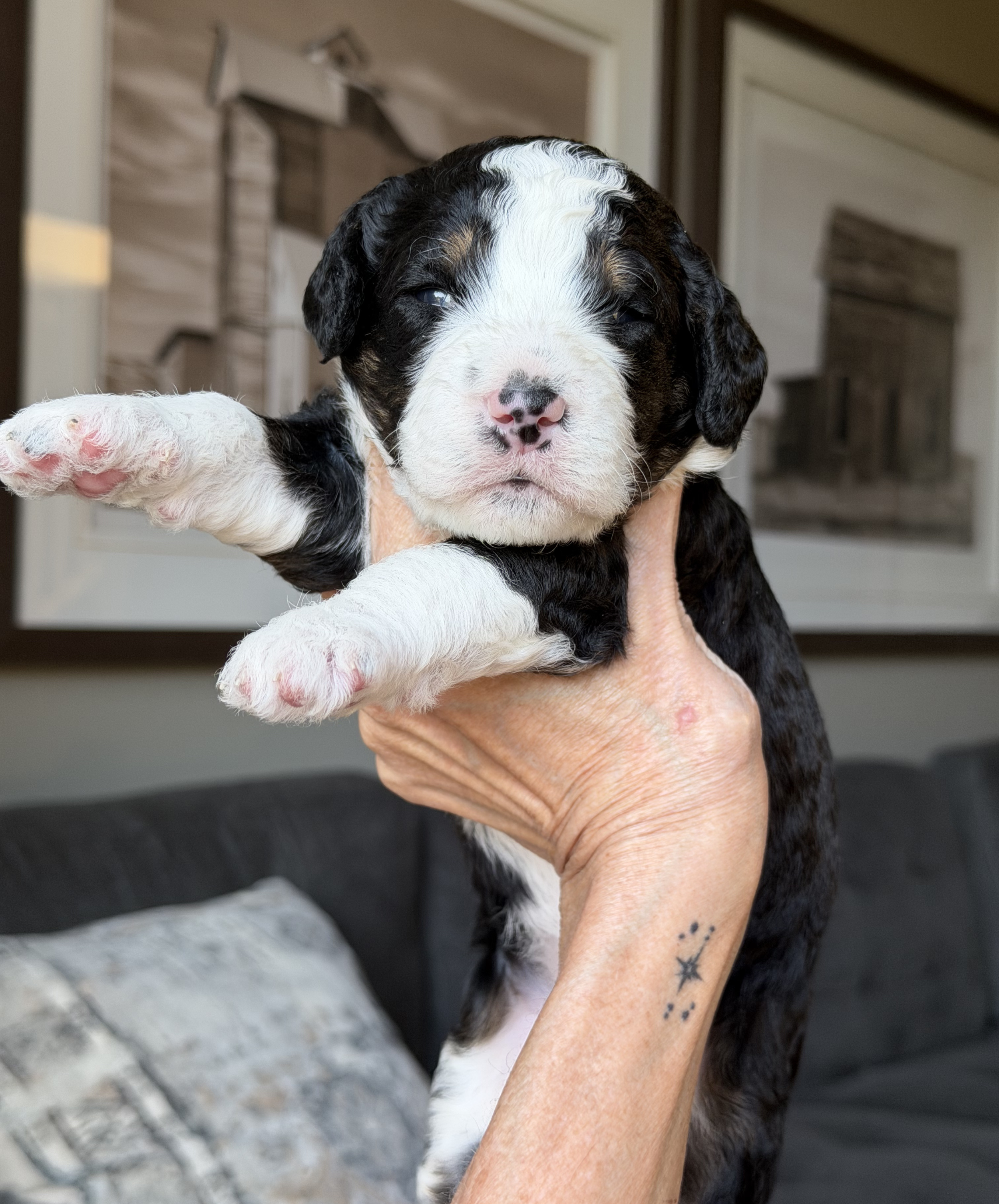 June’s puppies are two weeks old! 