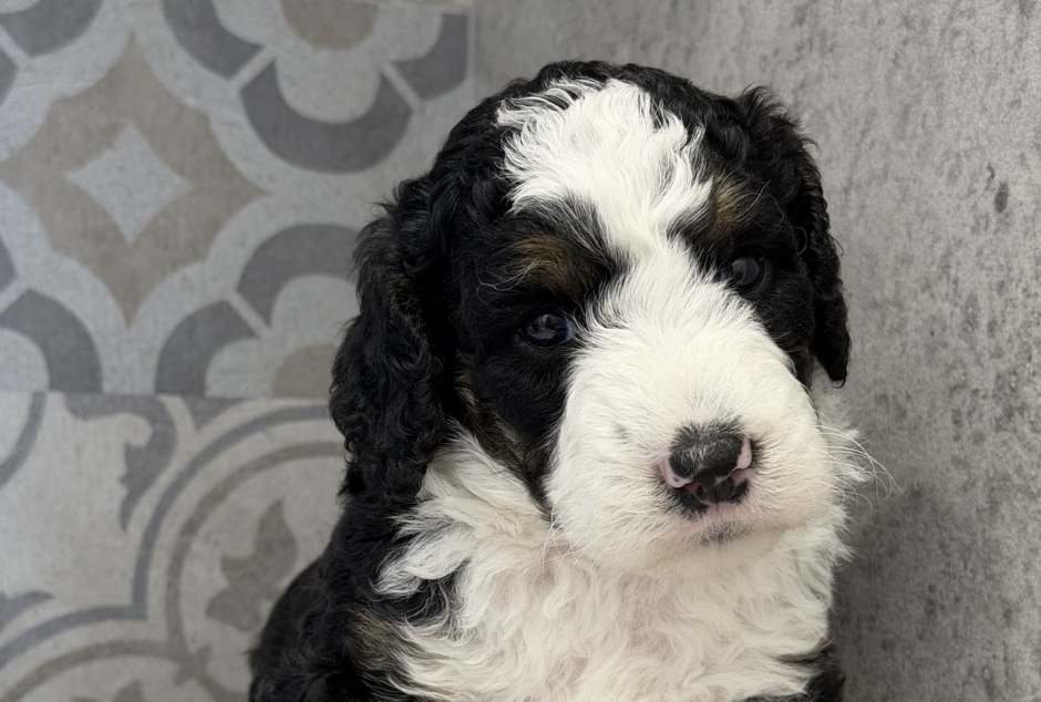 June’s puppies are four weeks old!