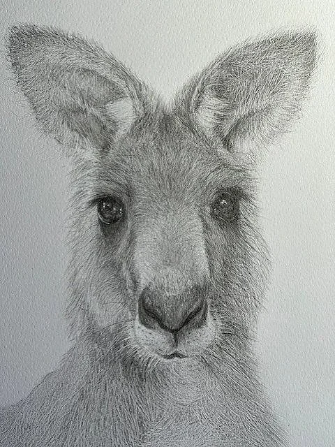 Kangaroo - Graphite pencil drawing, available as signed and numbered limited edition print. Original artwork A4 framed. 