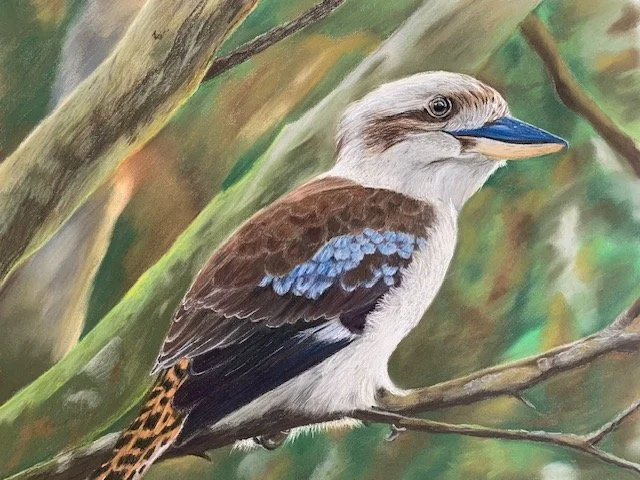King of the Bush - Kookaburra - Pastel on Pastel paper. Original framed behind glass. $900
Limited Edition prints for sale from $60 for A4 size including postage (Aus). 