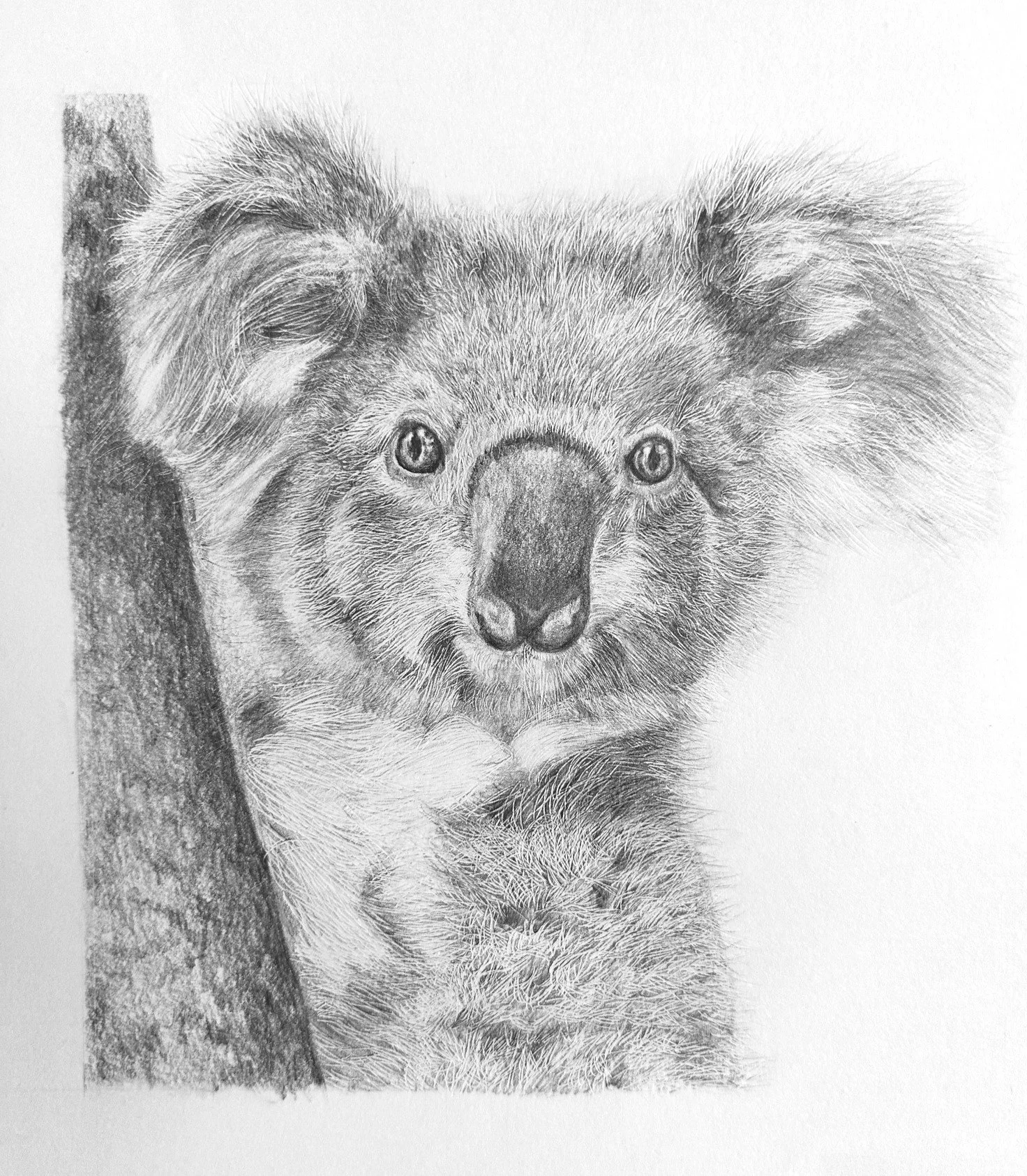 Koala. 
A3 (29.7 × 42 cm)
2026