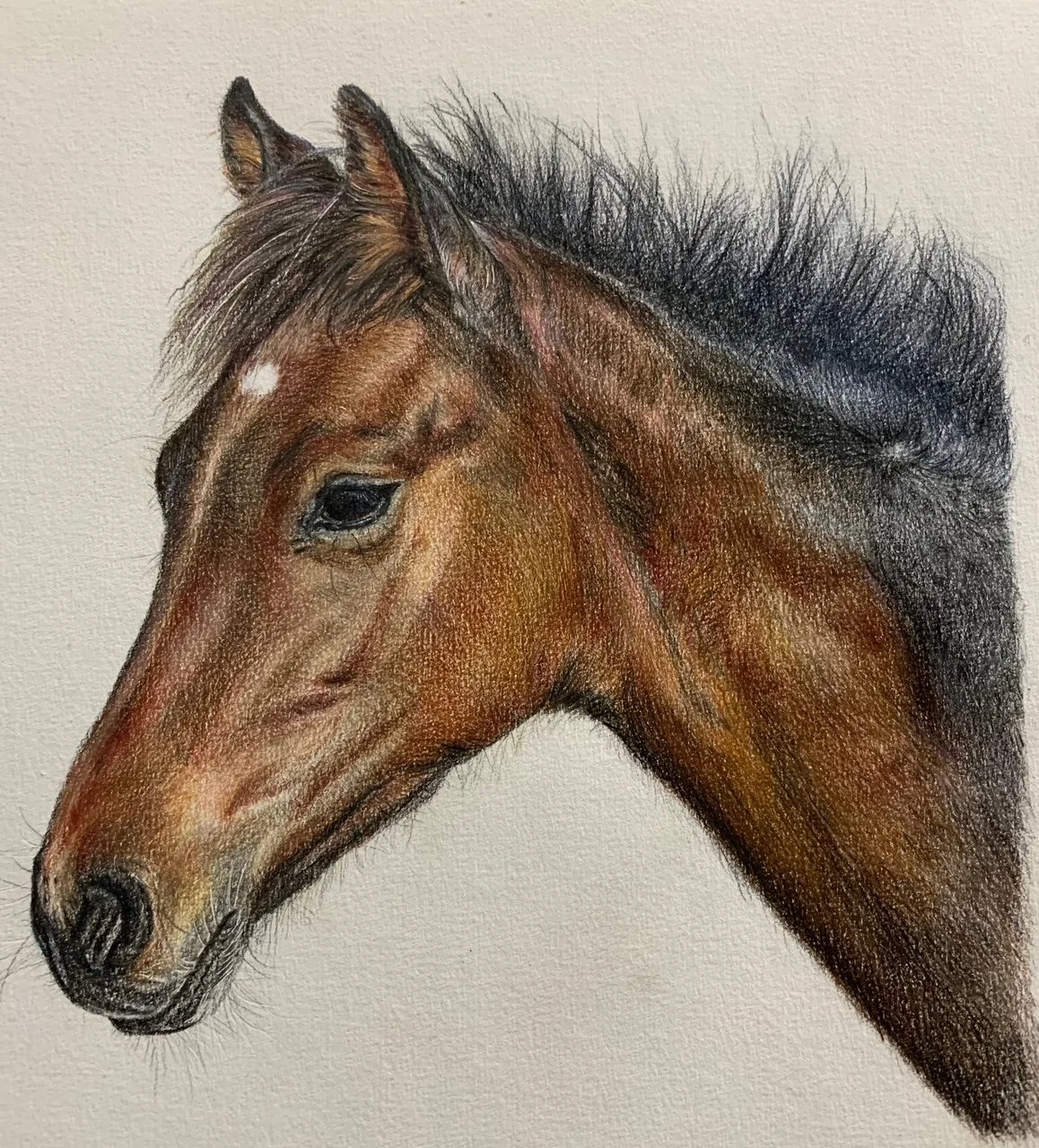 Colour pencil horse.jpg