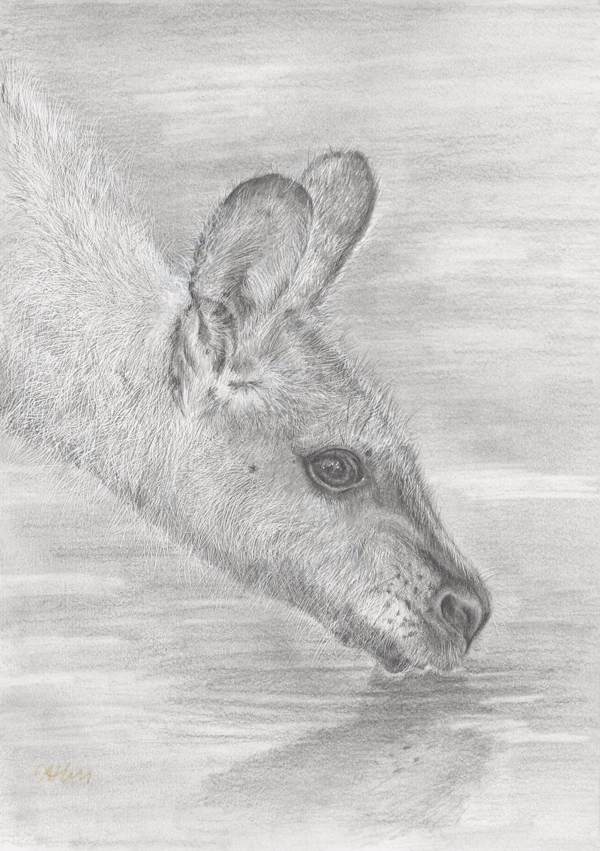 Wallaby_Still_Waters_Amanda_Hill_Graphite_Print.jpg