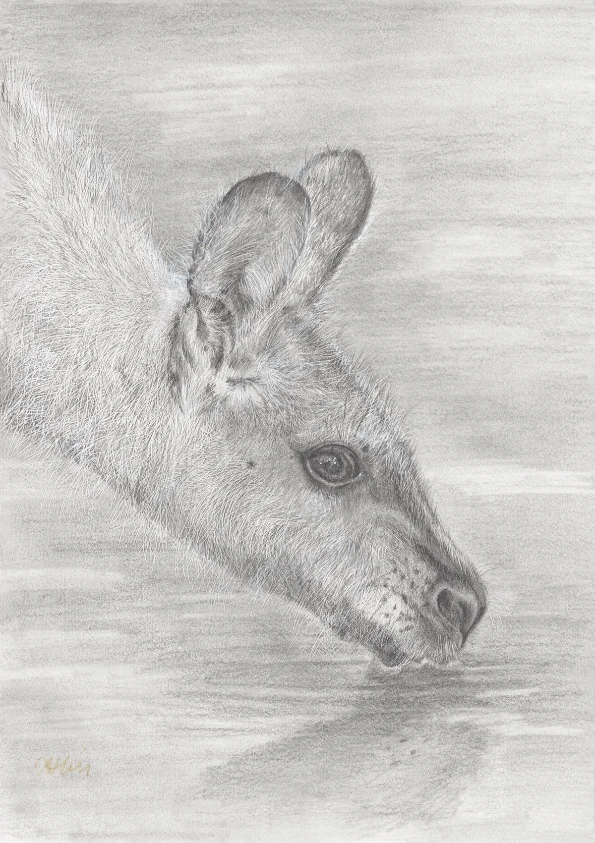 Wallaby 

Graphite on paper
A3 (29.7 × 42 cm)
2025