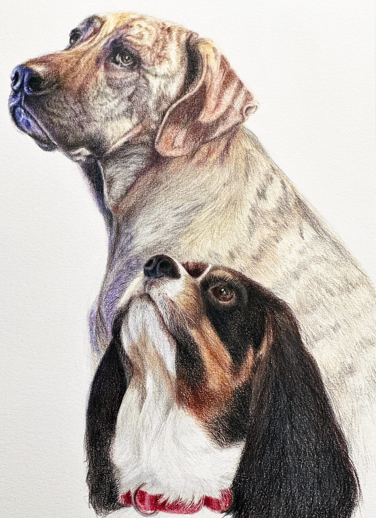 "Best Buddies" Coloured pencils on paper. 