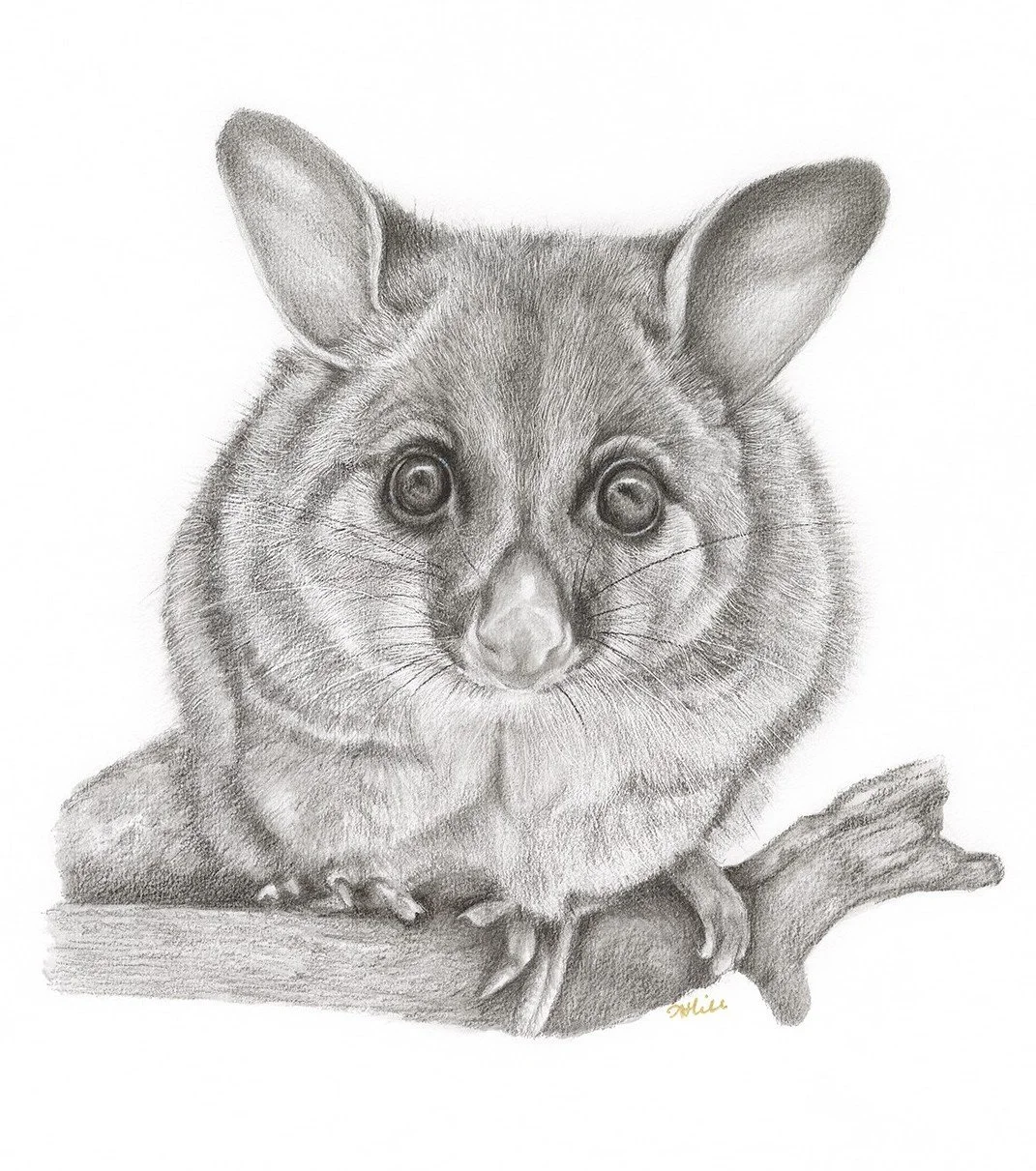 Amanda-Hill_Possum_Graphite_drawing_print.jpg