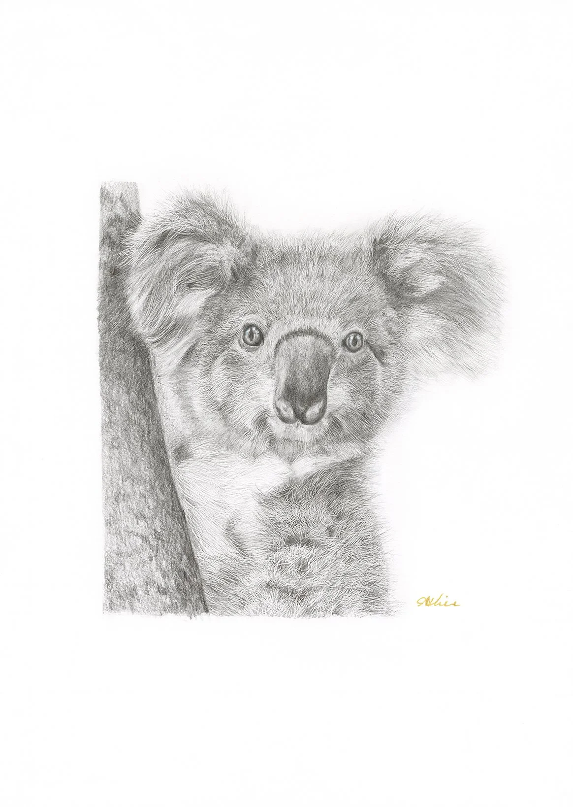 "Who's there?" Koala. (Graphite on paper. 29.7cm x 42cm) 2026. 