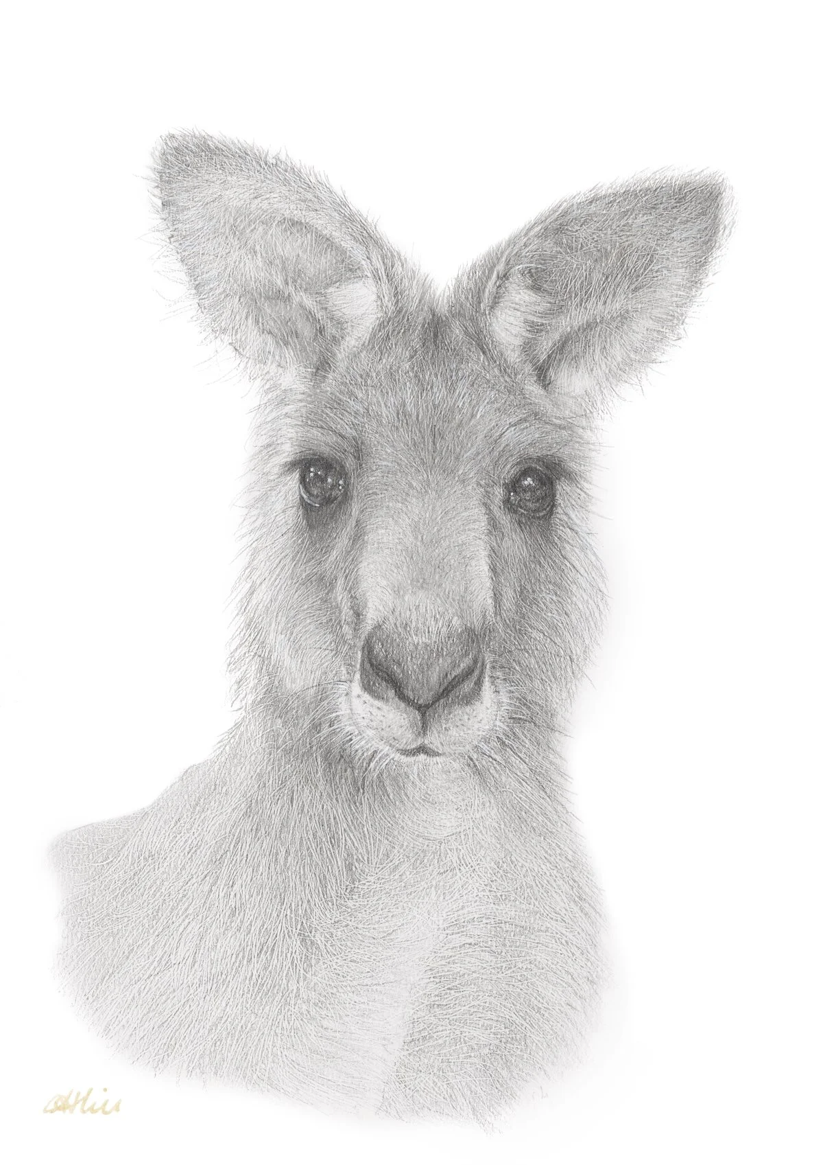 "What Are You Looking At?"
Easter Grey Kangaroo. (Graphite on Paper. A3 (29.7 × 42 cm) 2025.