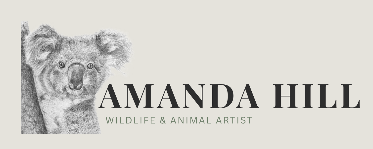 Amanda Hill Wildlife and Animal Artist