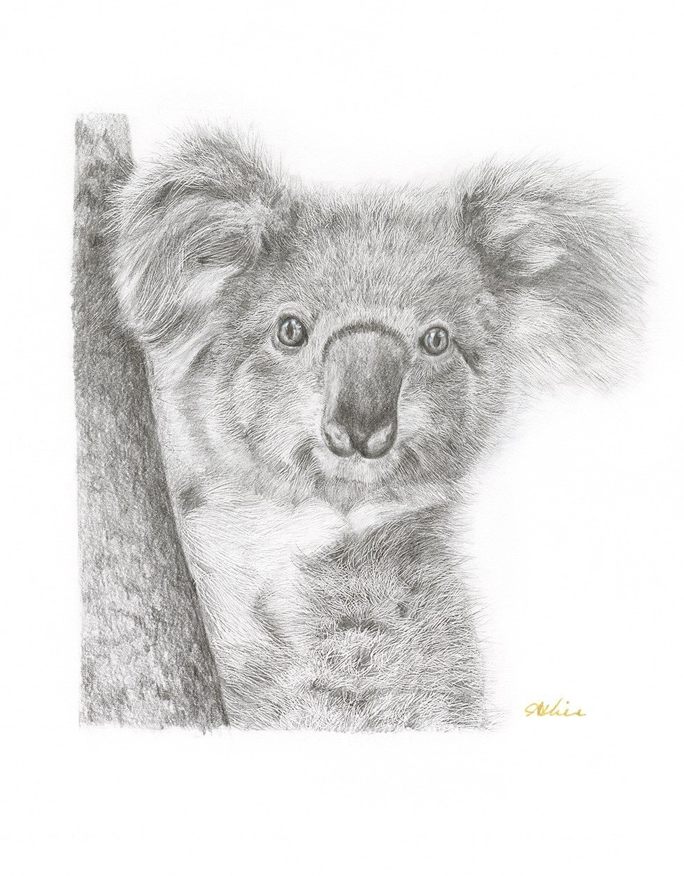 Who's There? Koala