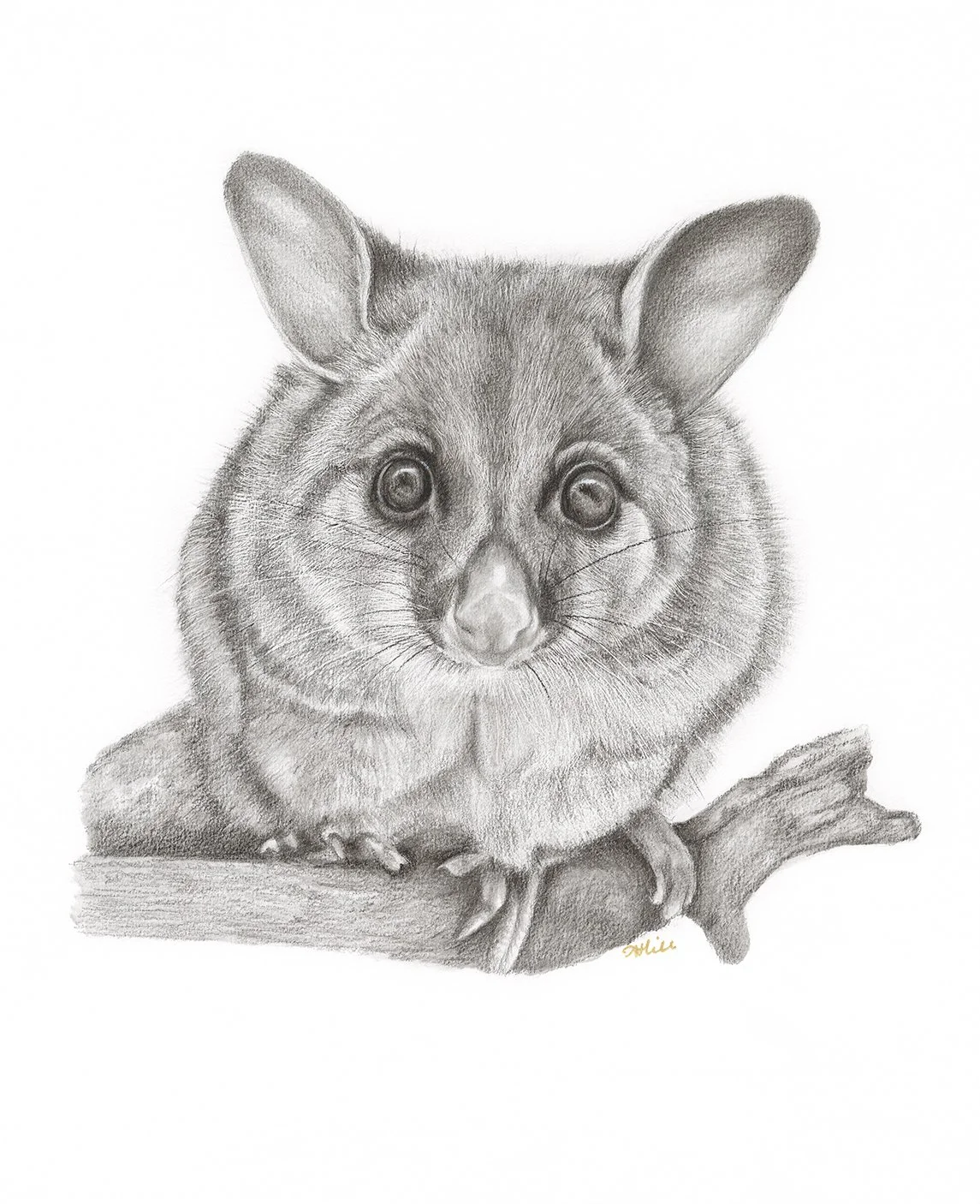 "Here's Looking at You, Kid. "
Brush Tailed Possum. (Graphite on Paper. Original 29cm x 36cm). 2026.