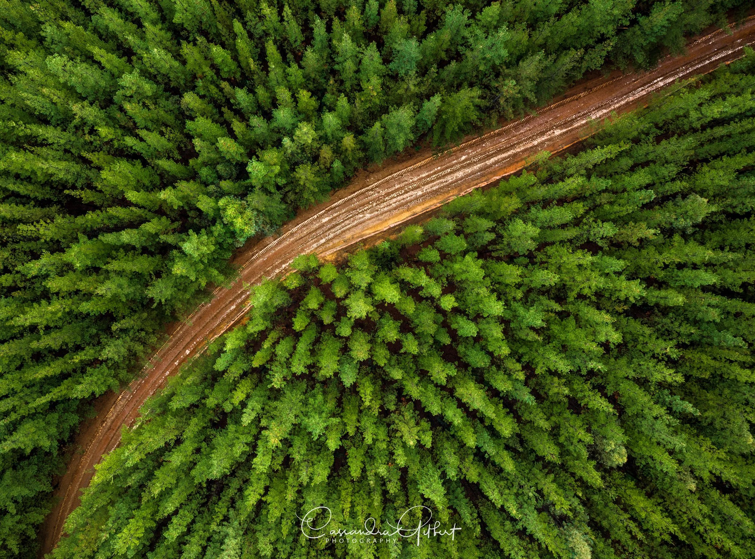 Lane Poole Pine Trees aerial, Dwellingup - The Shire of Murray
