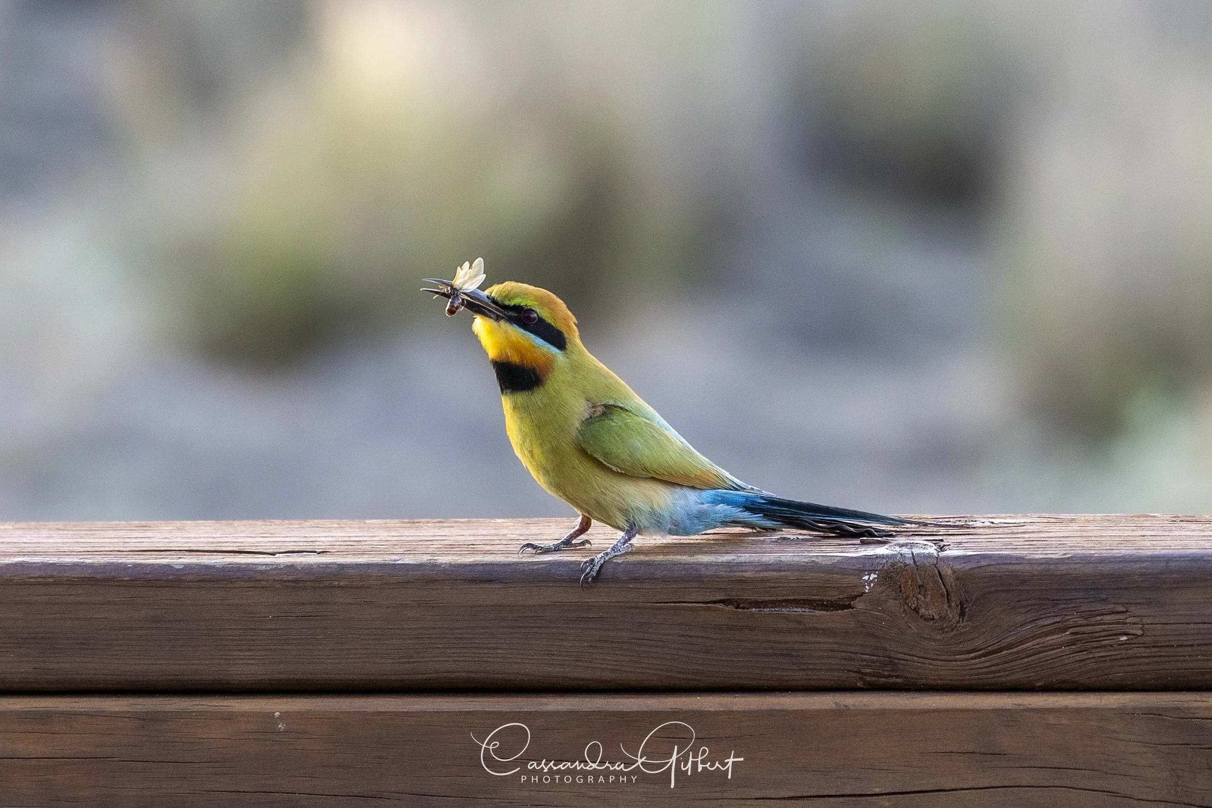Rainbow Bee-eater 01