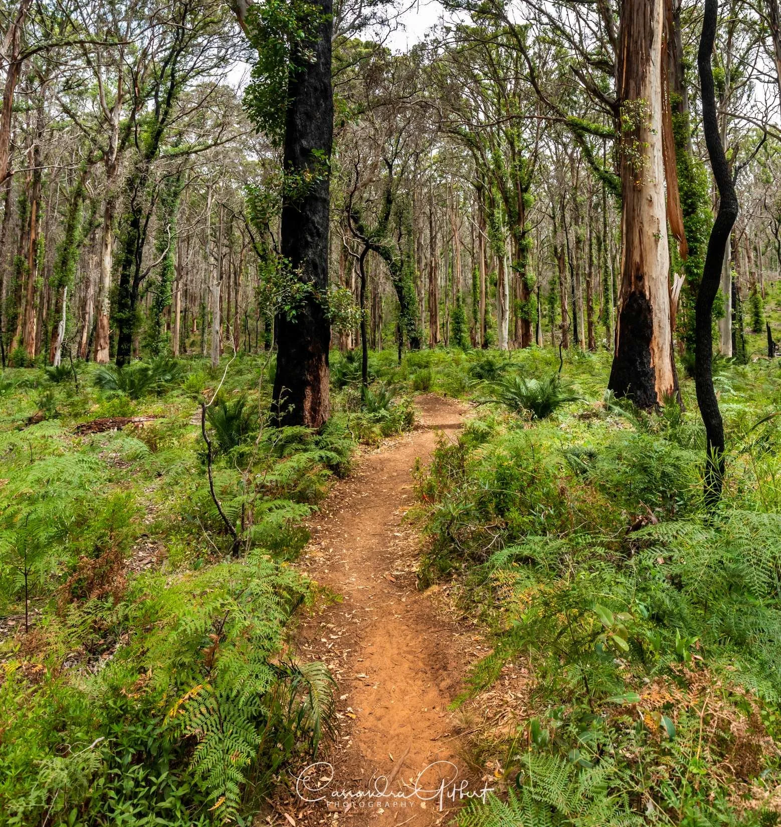 Boranup forest path