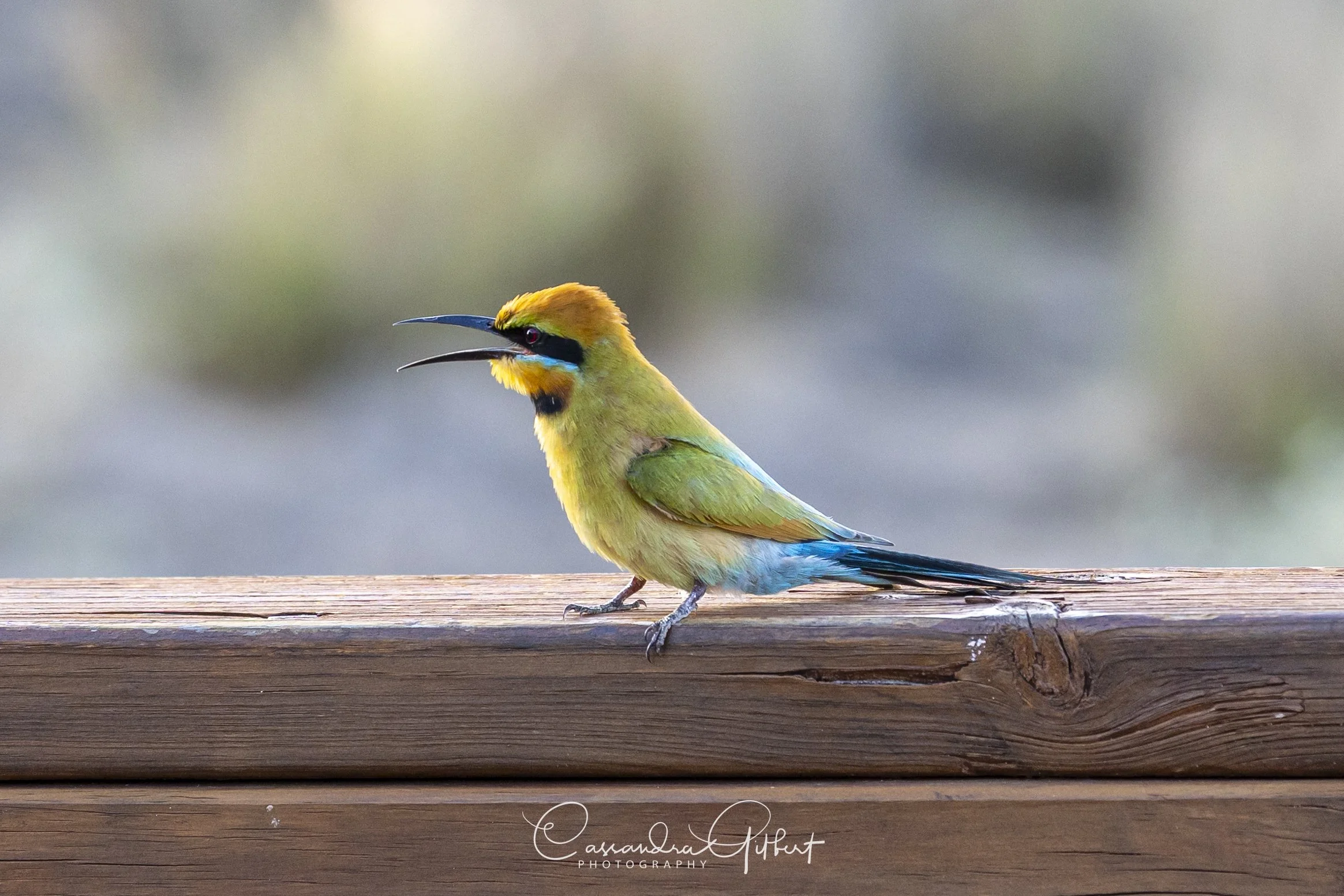 Rainbow Bee-eater 02