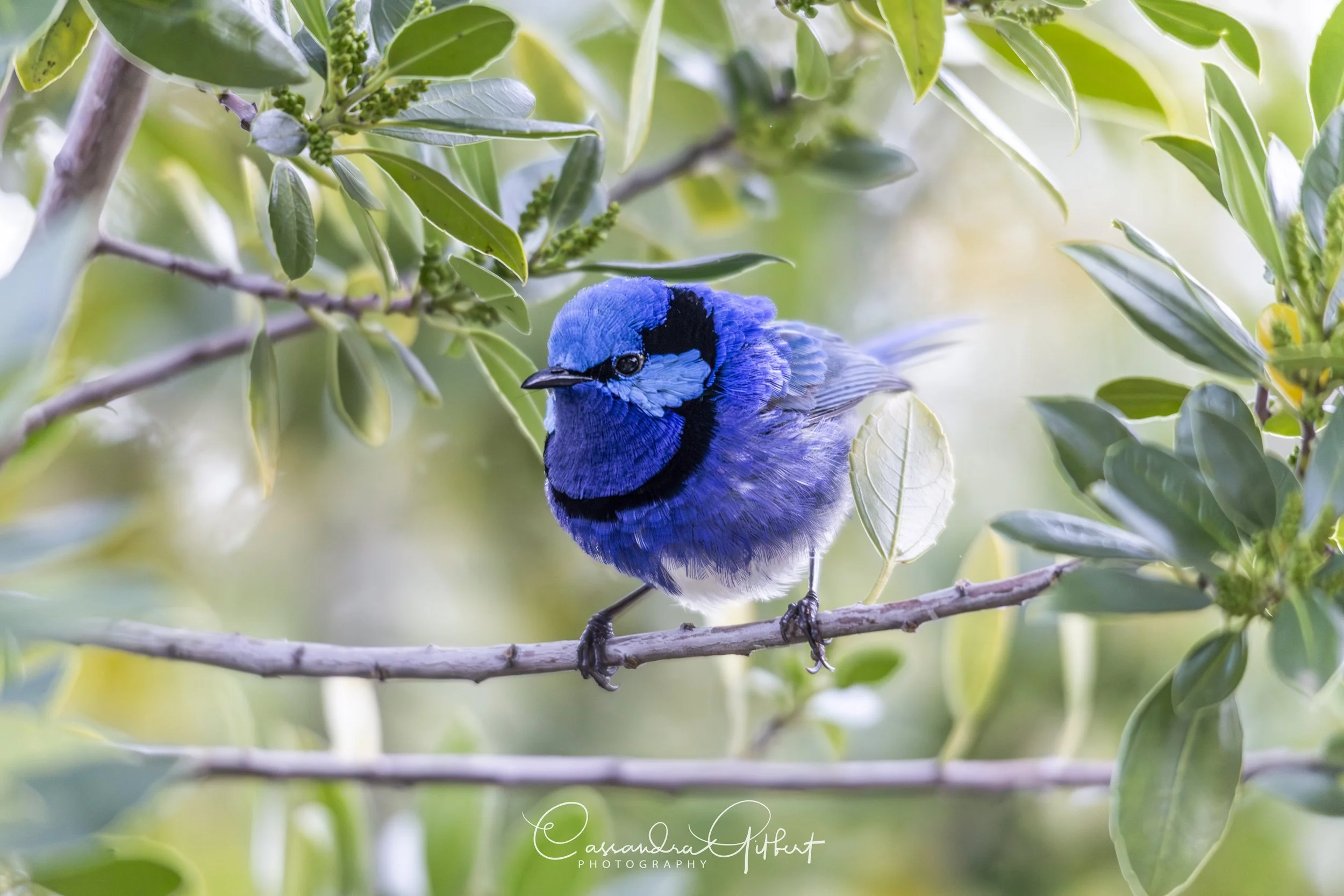 Male Splendid Fairy Wren