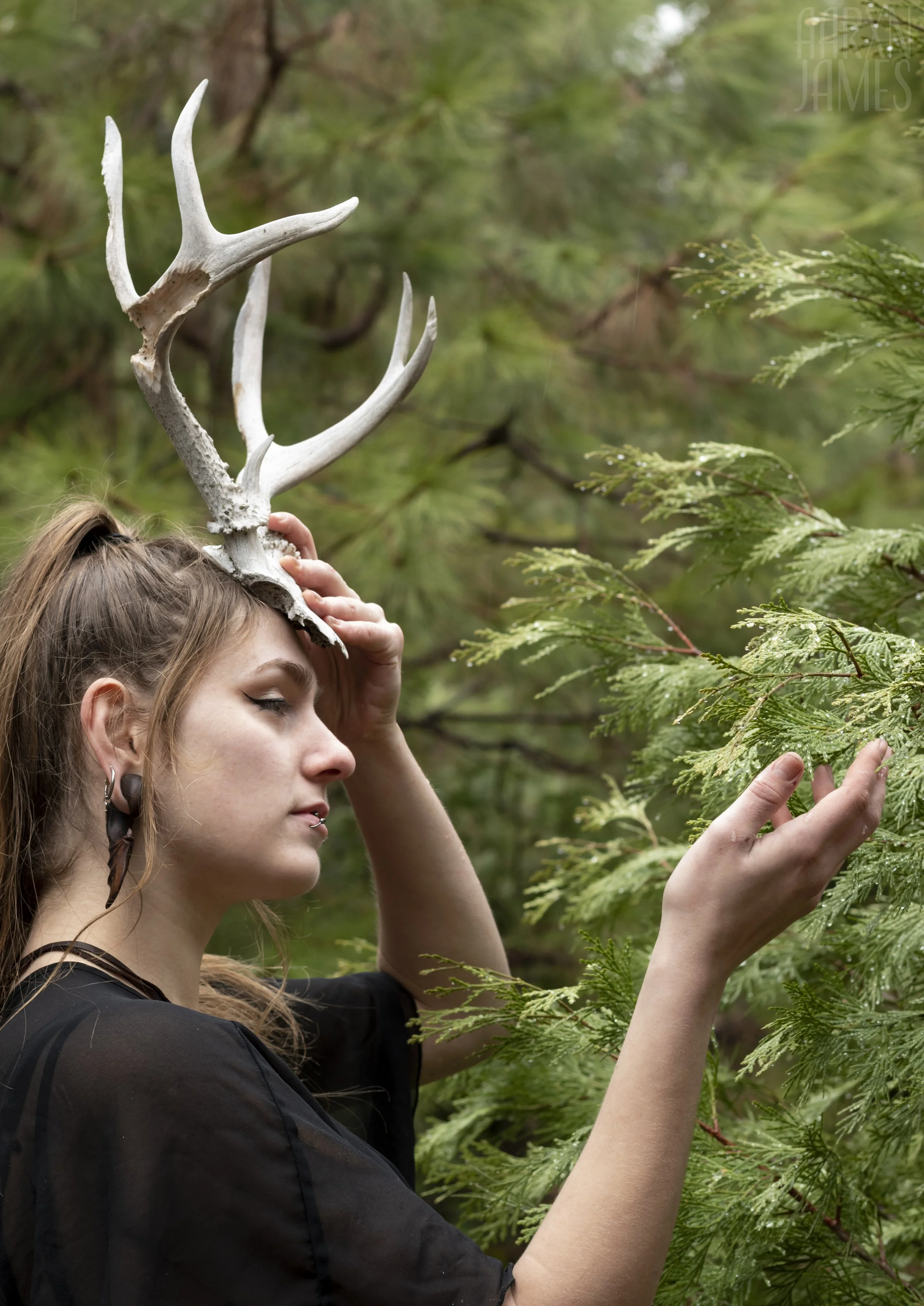 Dawn Antler Shoot 13 WM.jpg