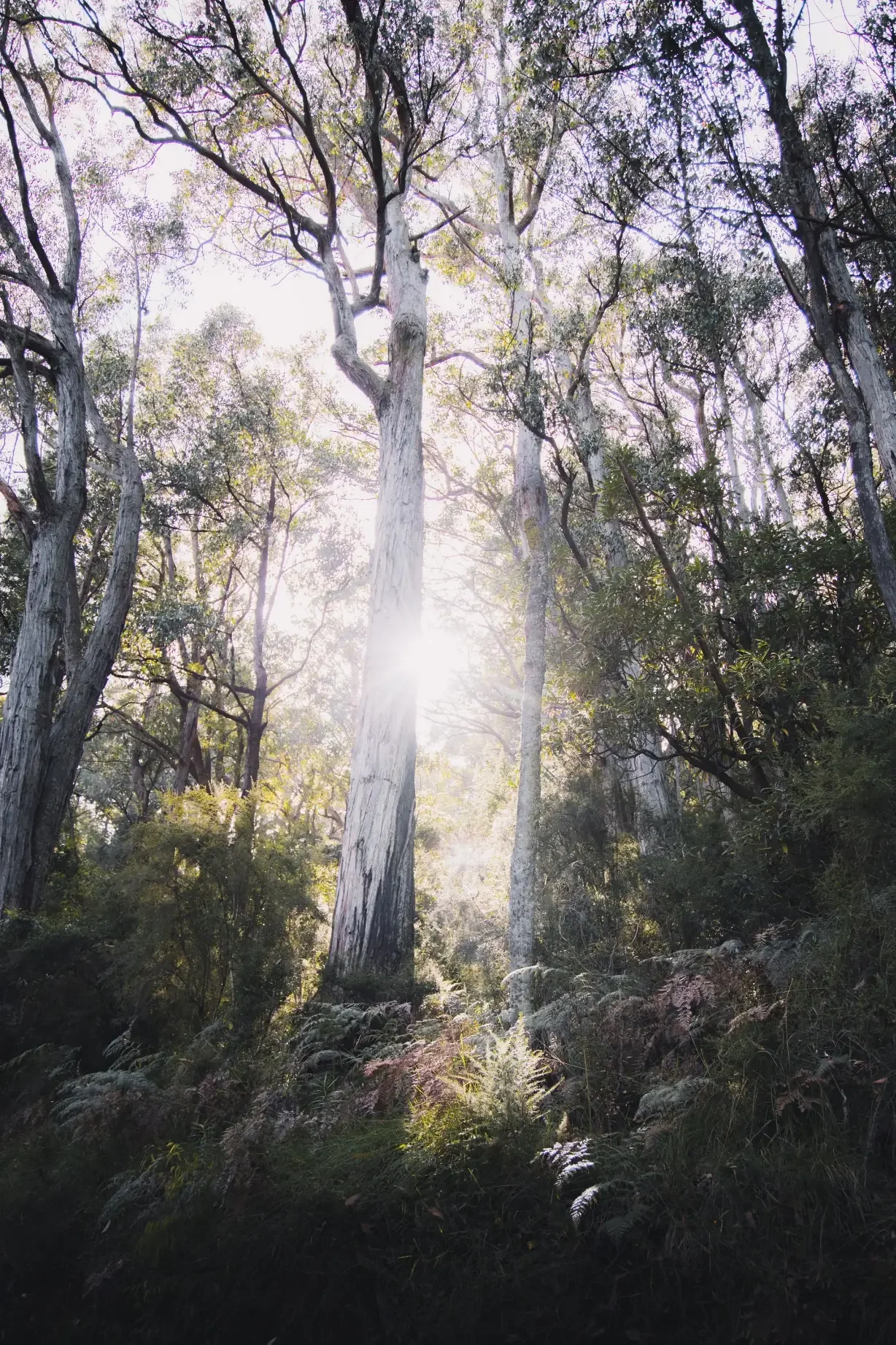 Sunlight filtering through tall eucalyptus trees in Australian bush landscape