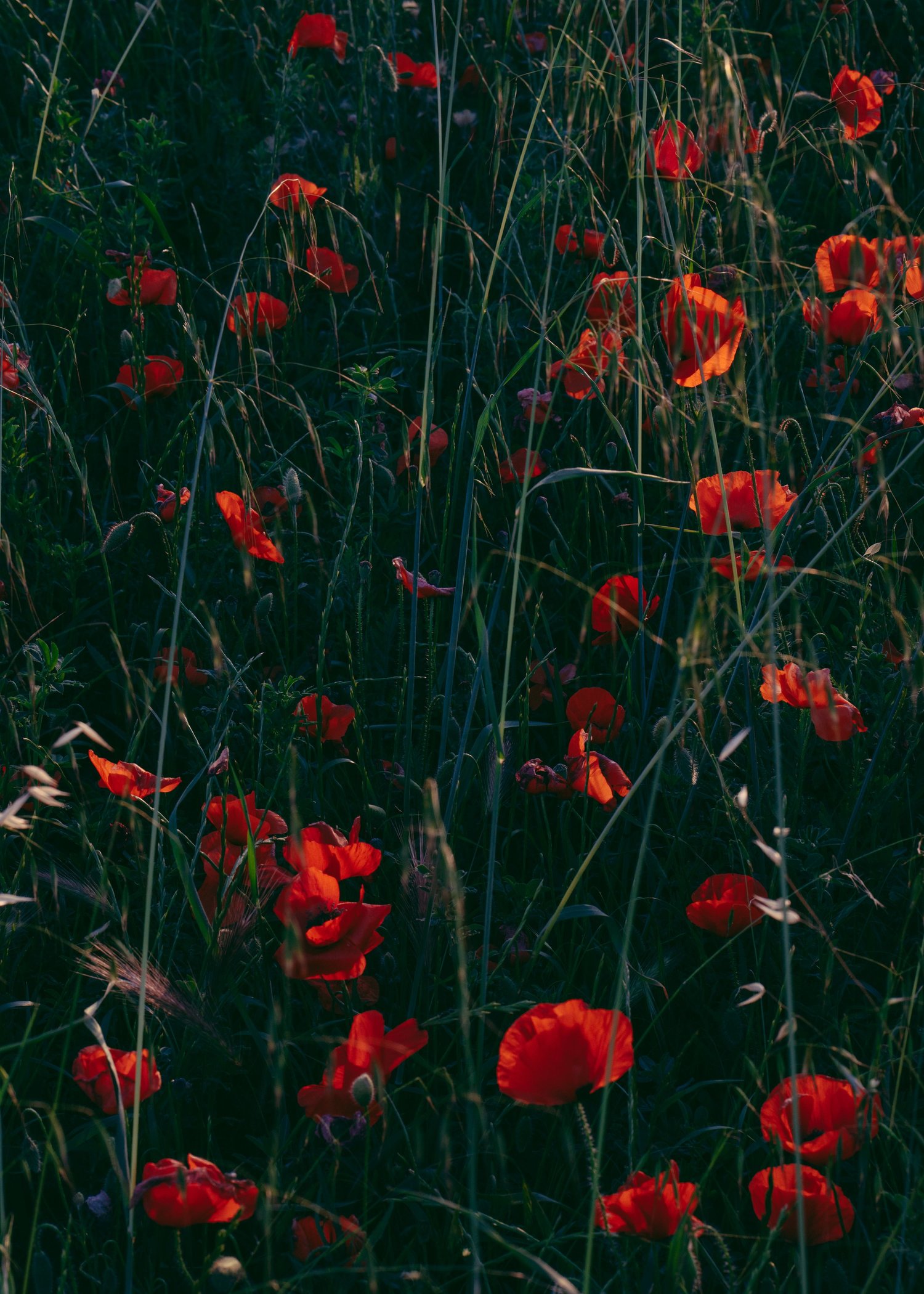Papaver Rhoeas · Le Var, Provence, France
