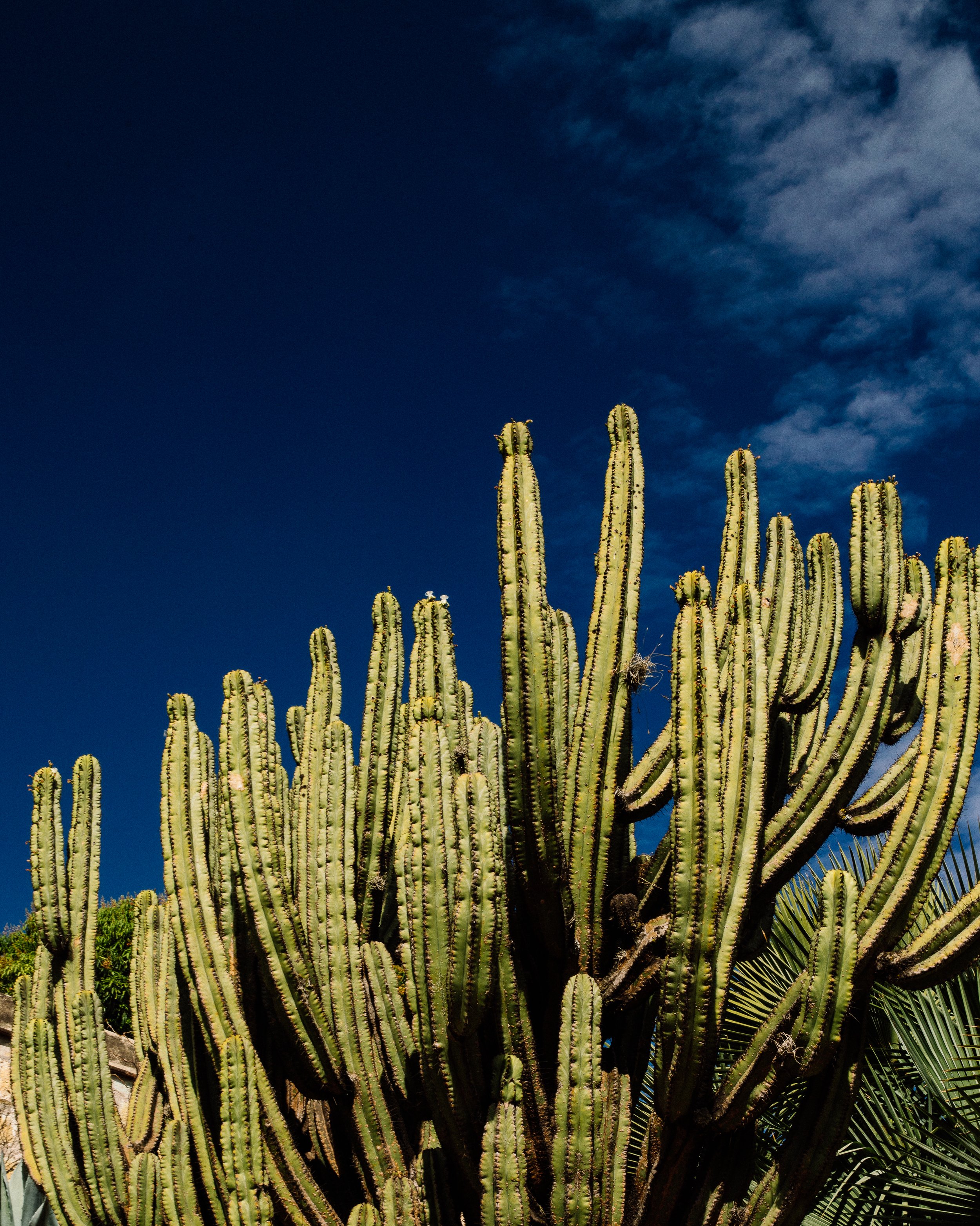 Polaskia Chichipe · Oaxaca, Méjico