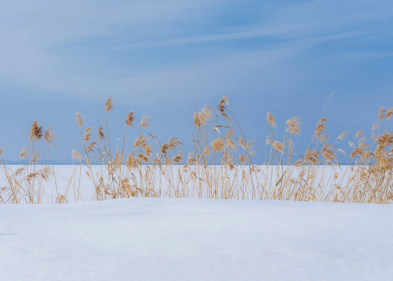 Phragmites Australis · Hokkaido, Japan