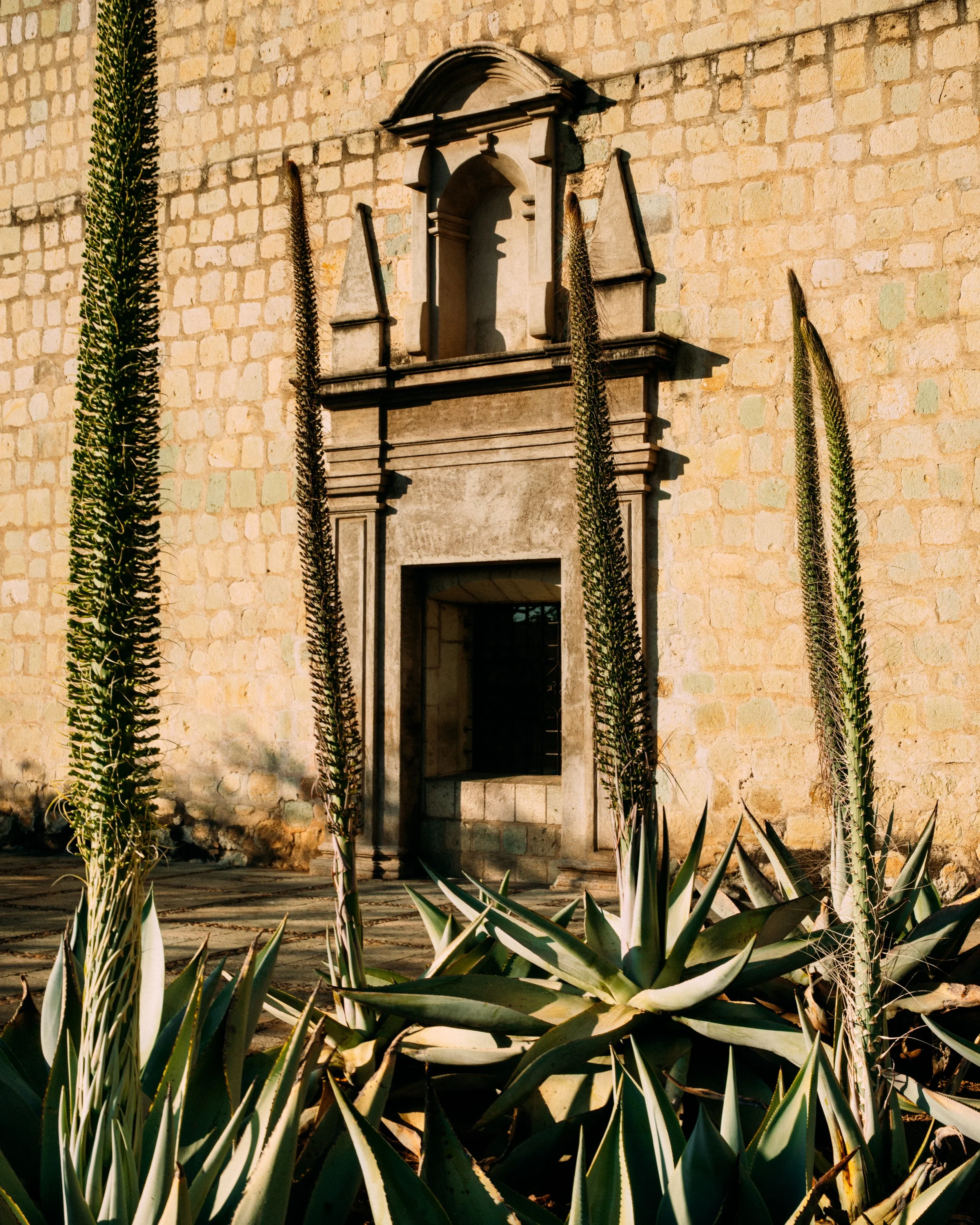 Agave Utahensis · Oaxaca, Méjico
