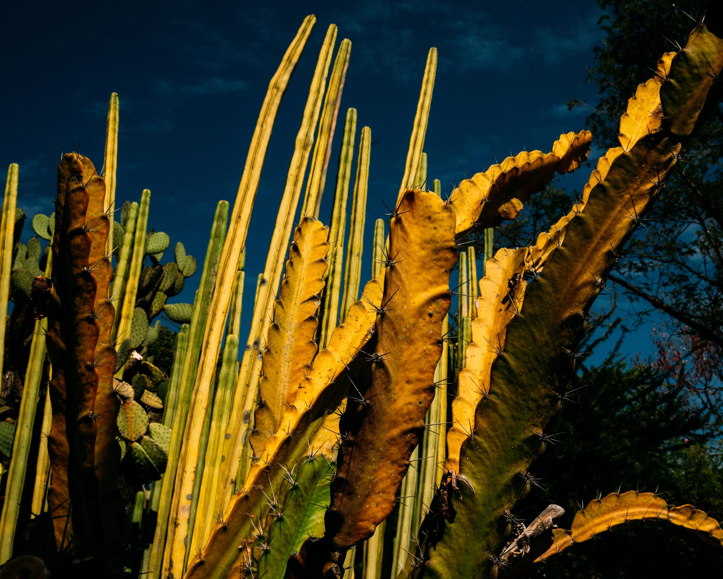 Pachycereus Schottii · Oaxaca, Méjico