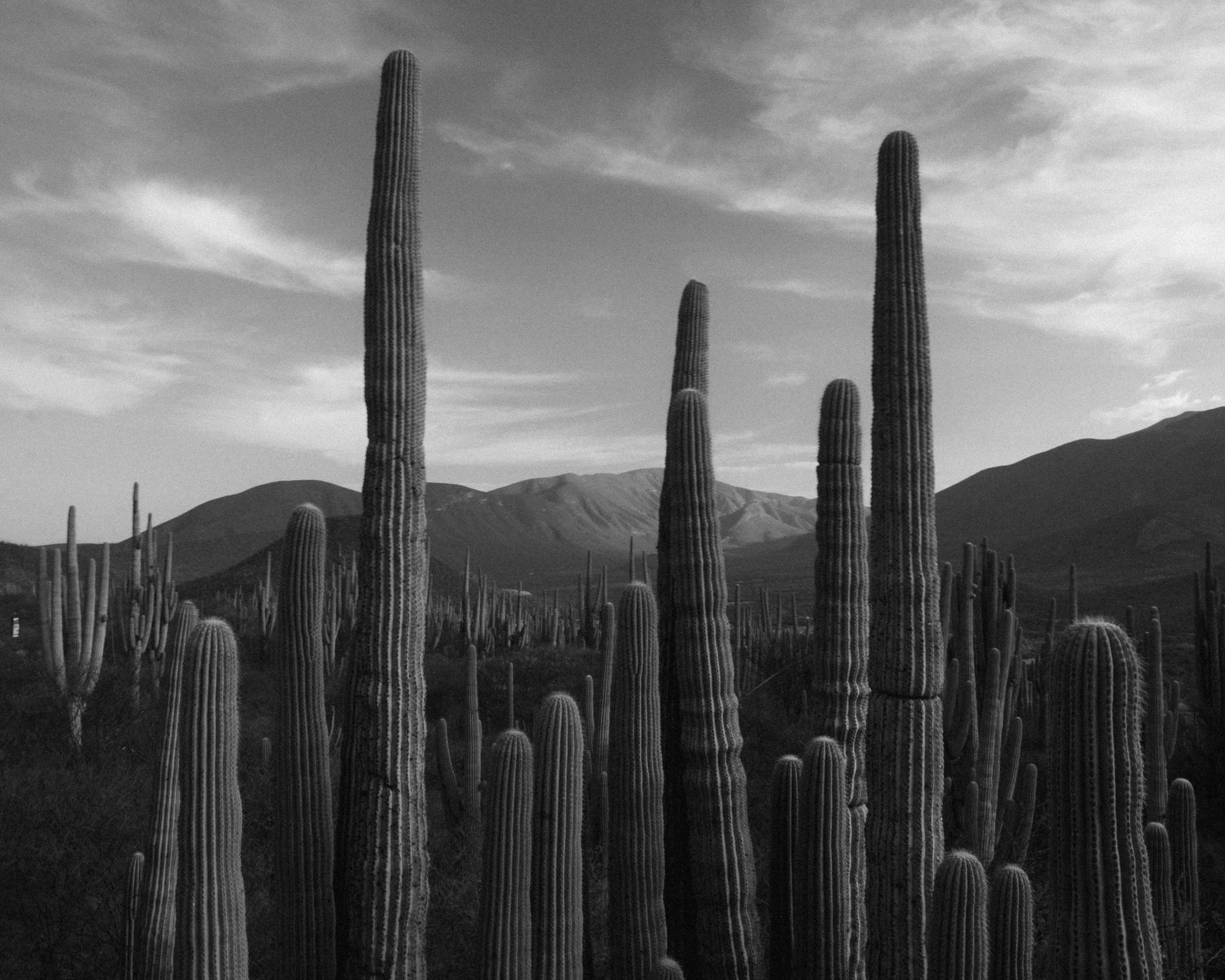 Pachycereus Pringlei · Zapotitlán, Puebla, Méjico