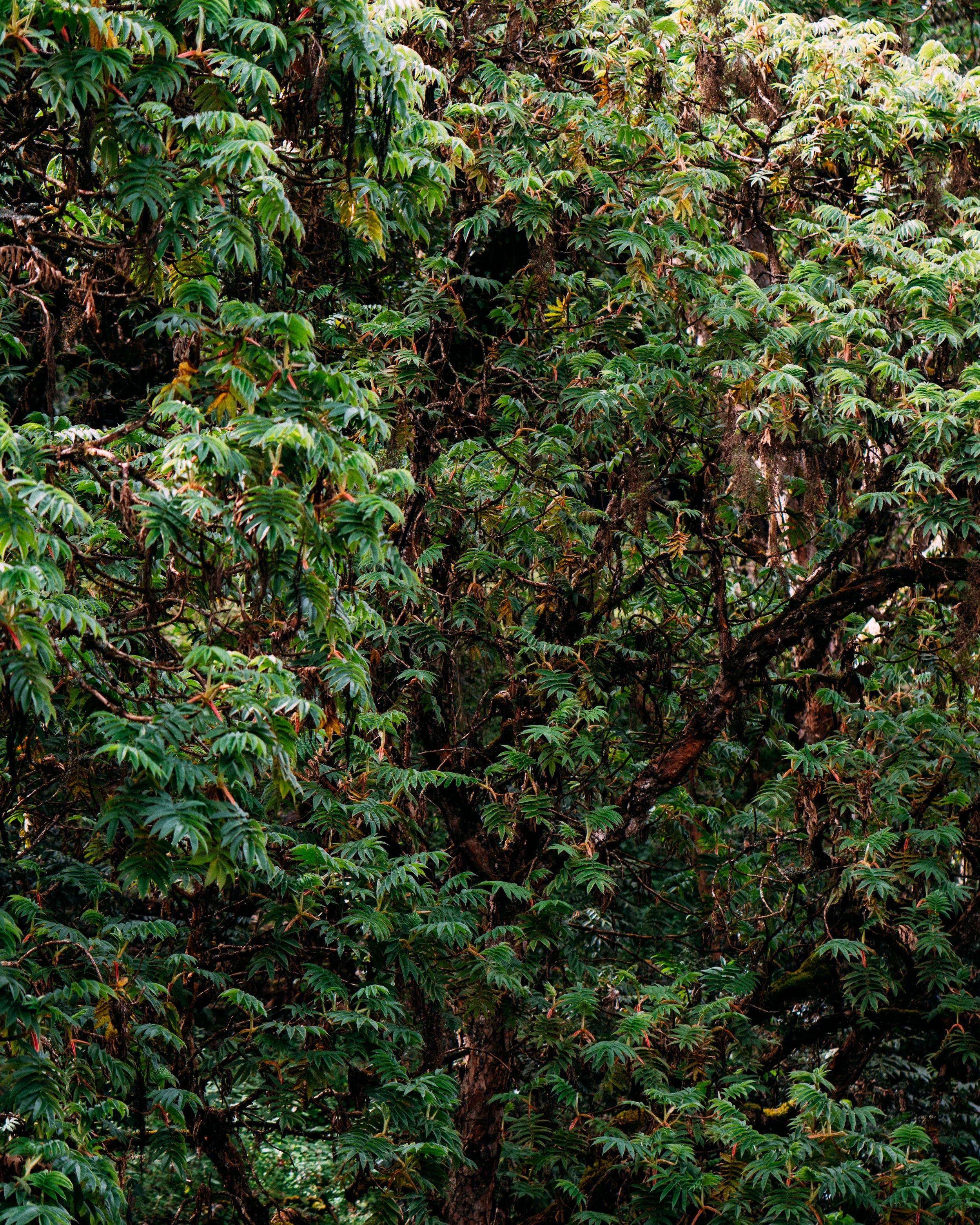 Melianthus Major · Bale National Park, Ethiopia
