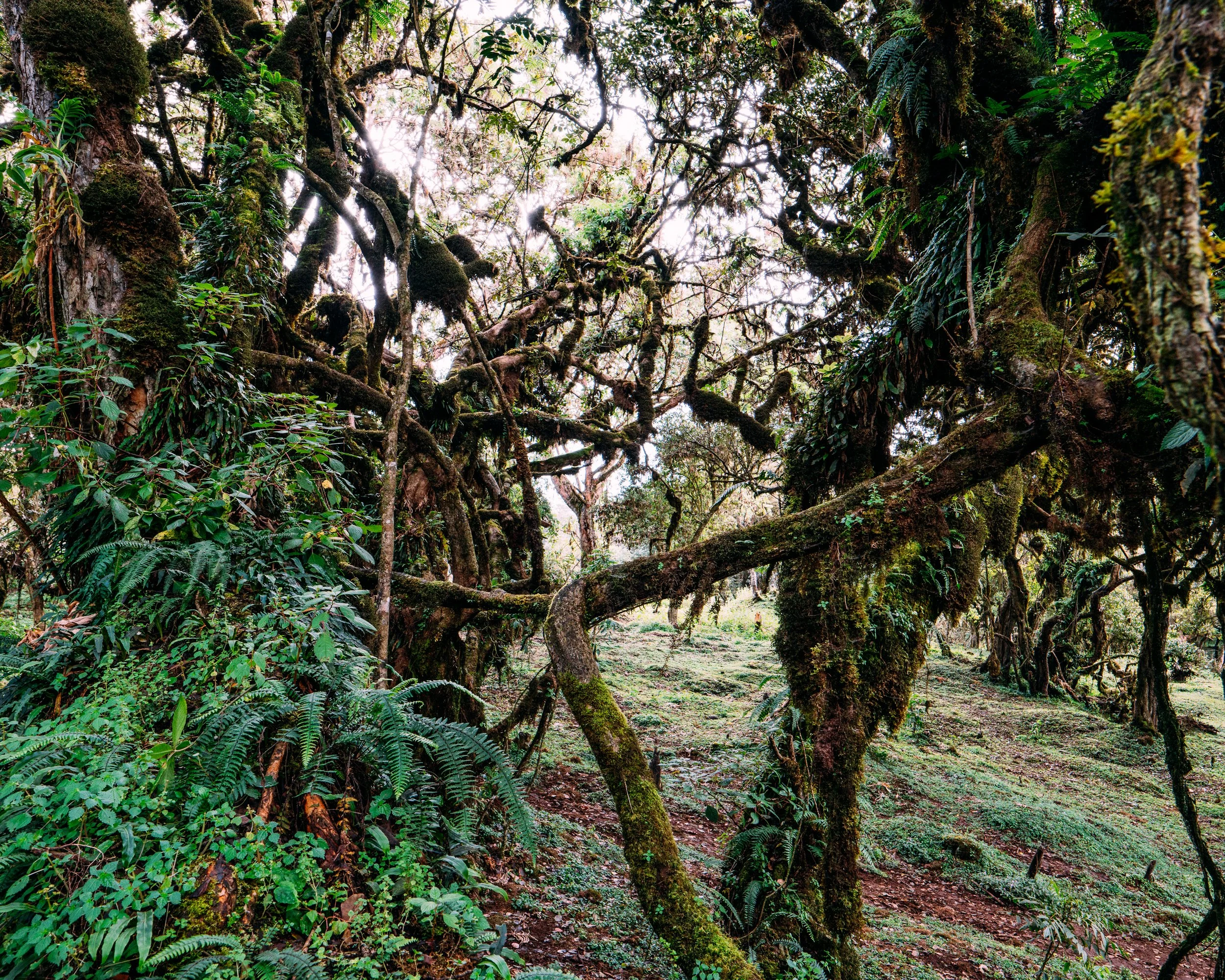 Berneuxia Thibetica · Bale National Park, Ethiopia
