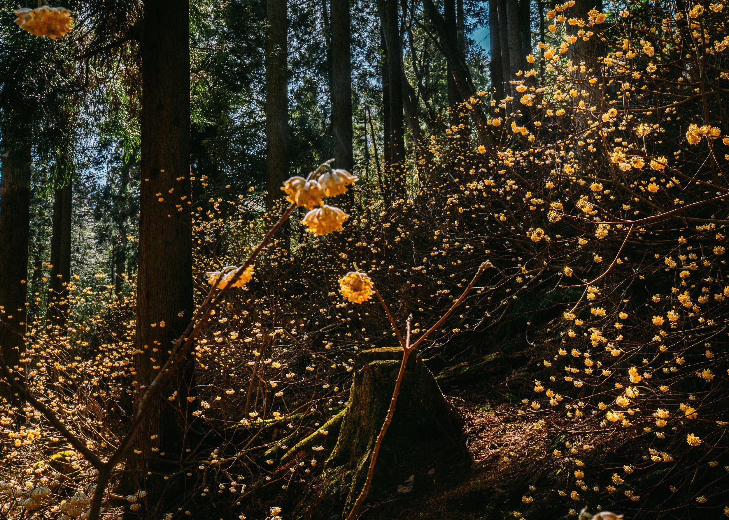 Edgeworthia Chrysantha · Kyoto Prefecture, Japan