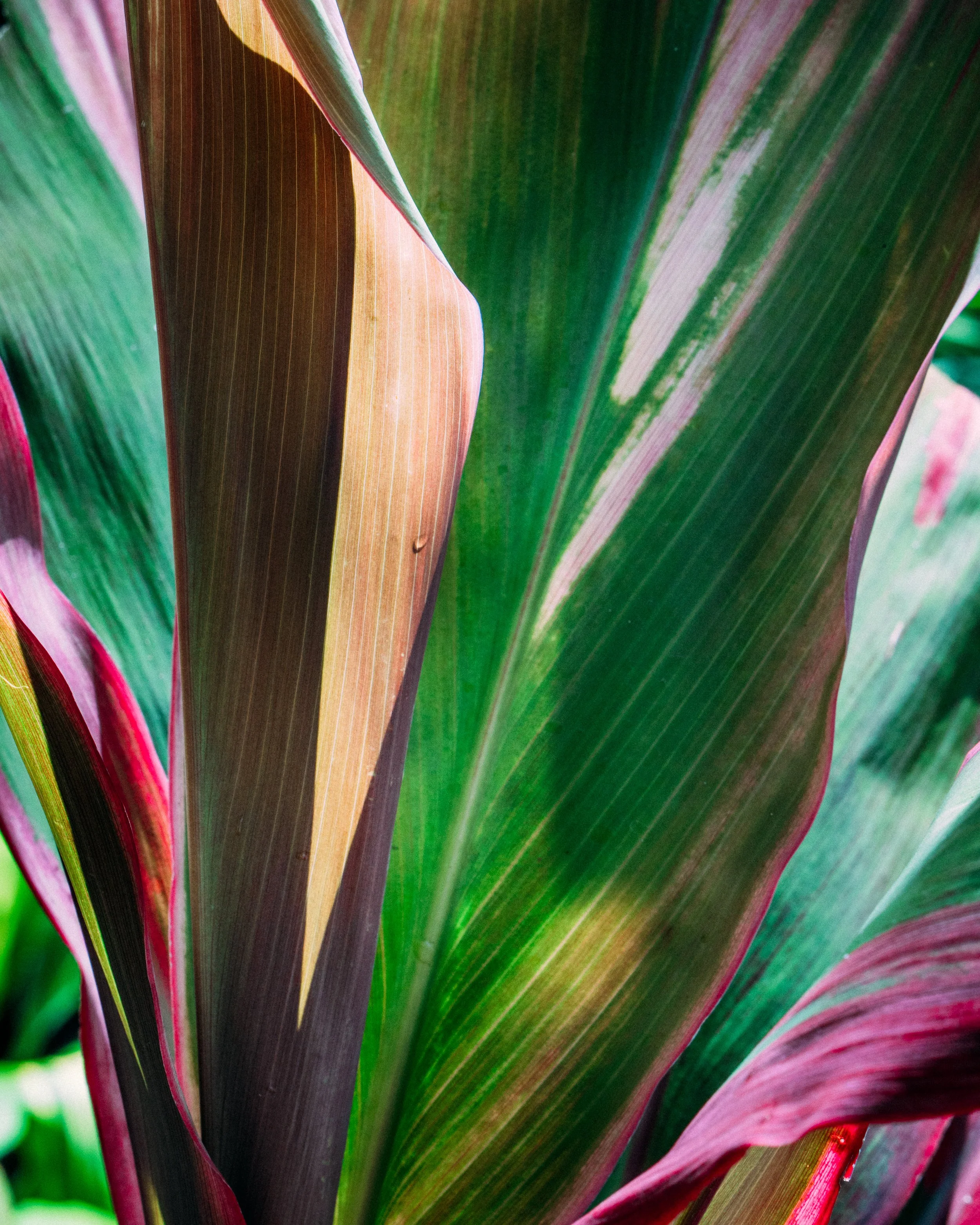 Cordyline Fruticosa · Jardín Botánico del Bosque de Chapultepec, MXCD, Méjico