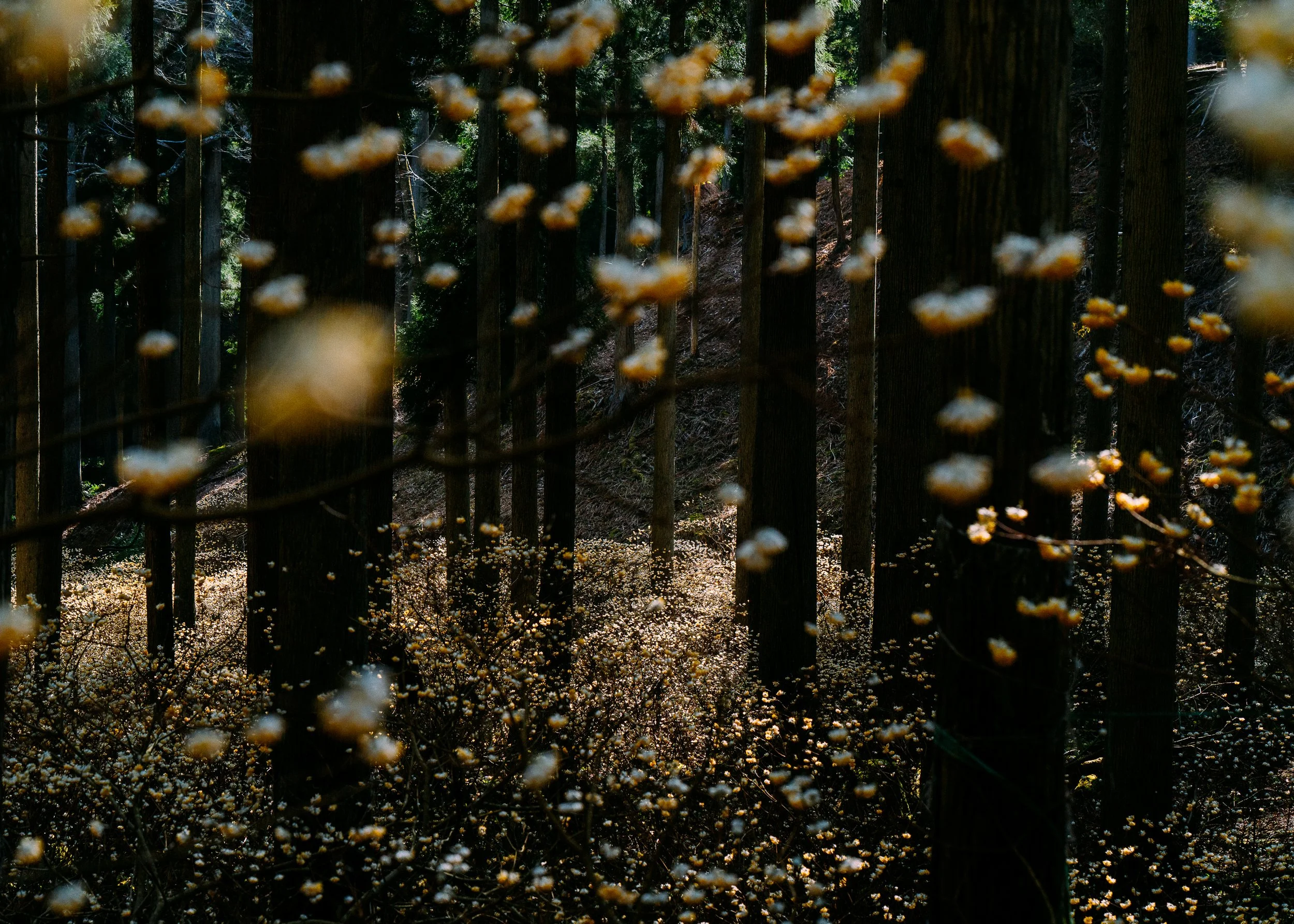 Edgeworthia Chrysantha · Kyoto Prefecture, Japan