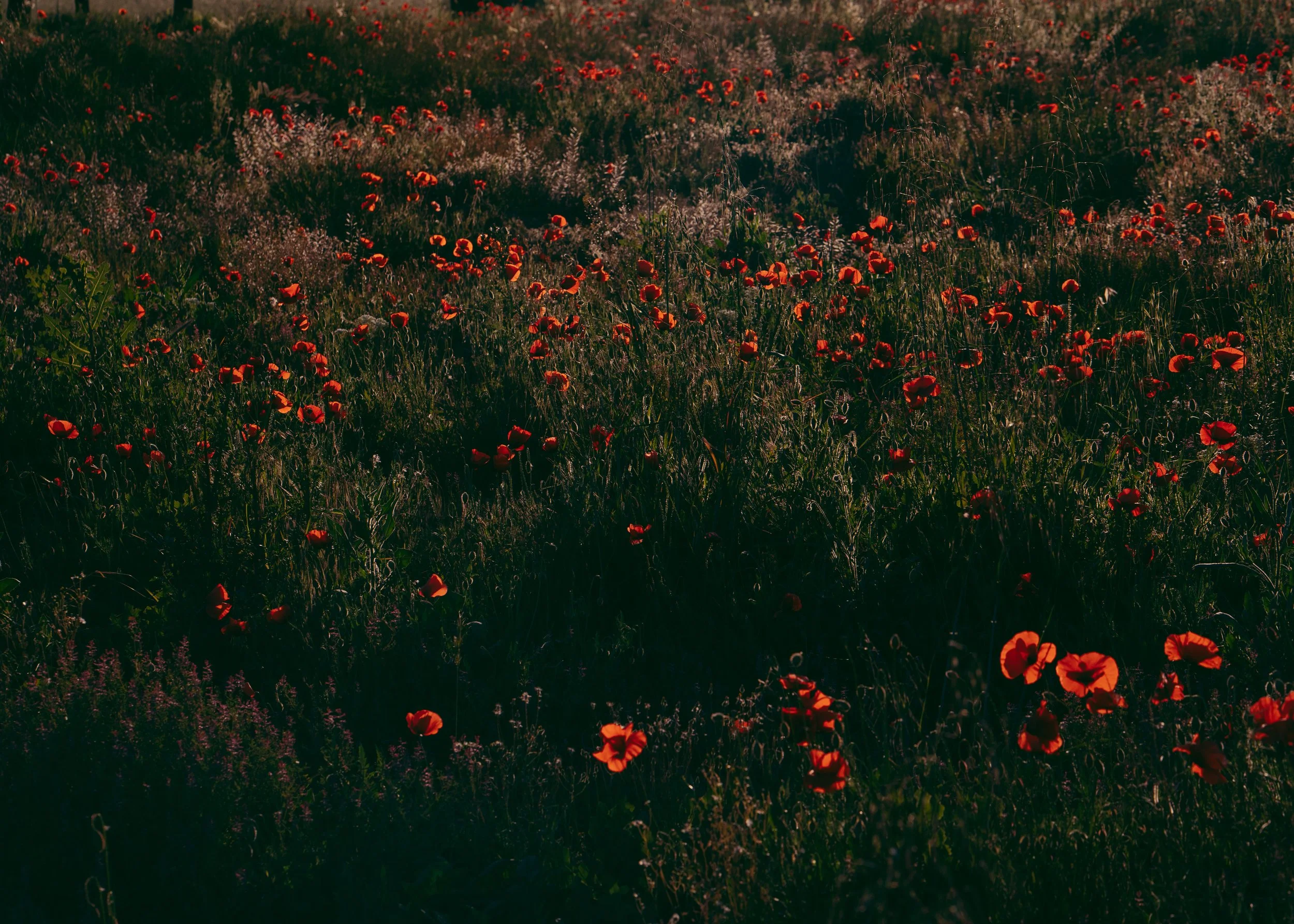 Papaver Rhoeas · Le Var, Provence, France
