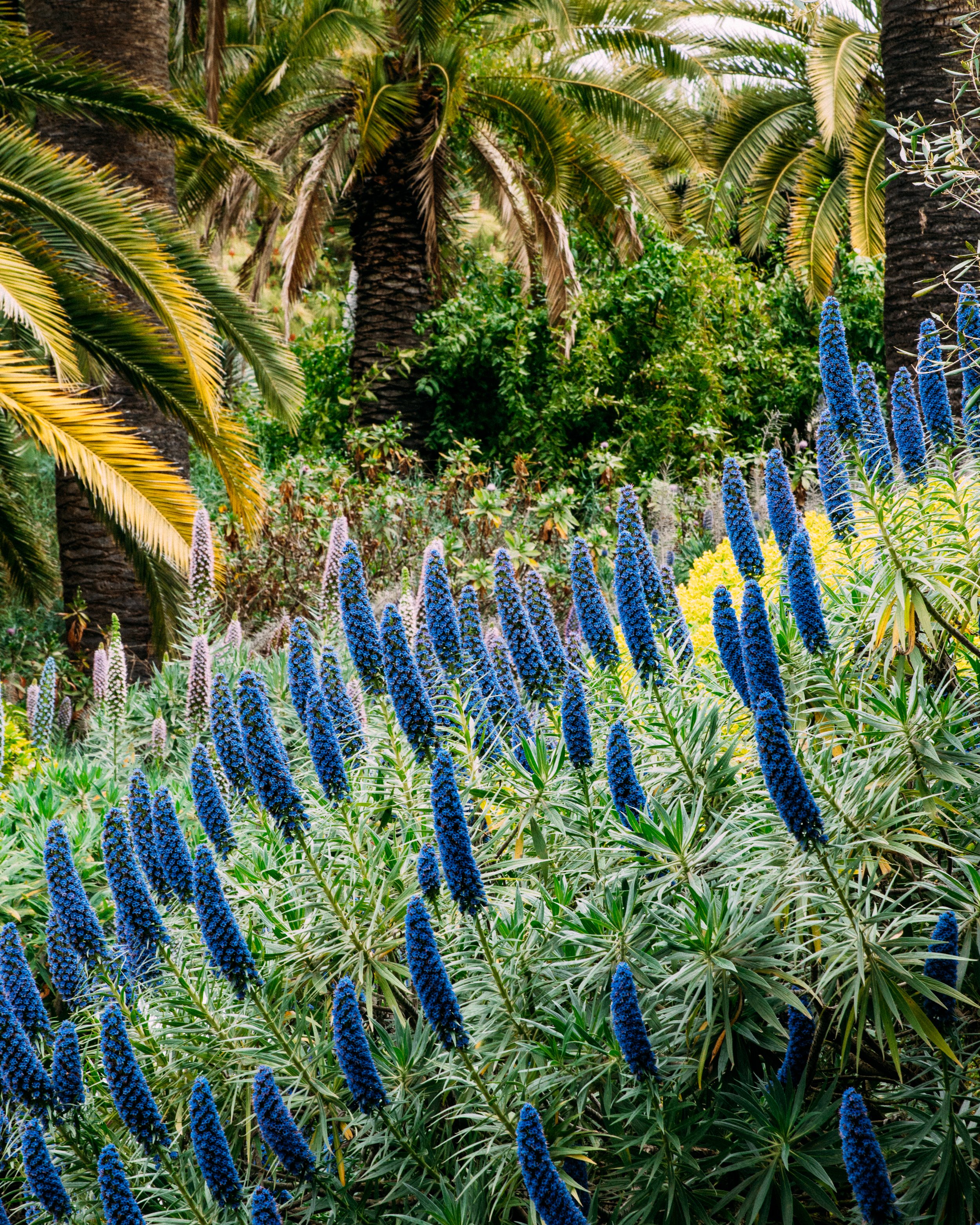 Echium Candicans, Jardí Botànic de Barcelona, España