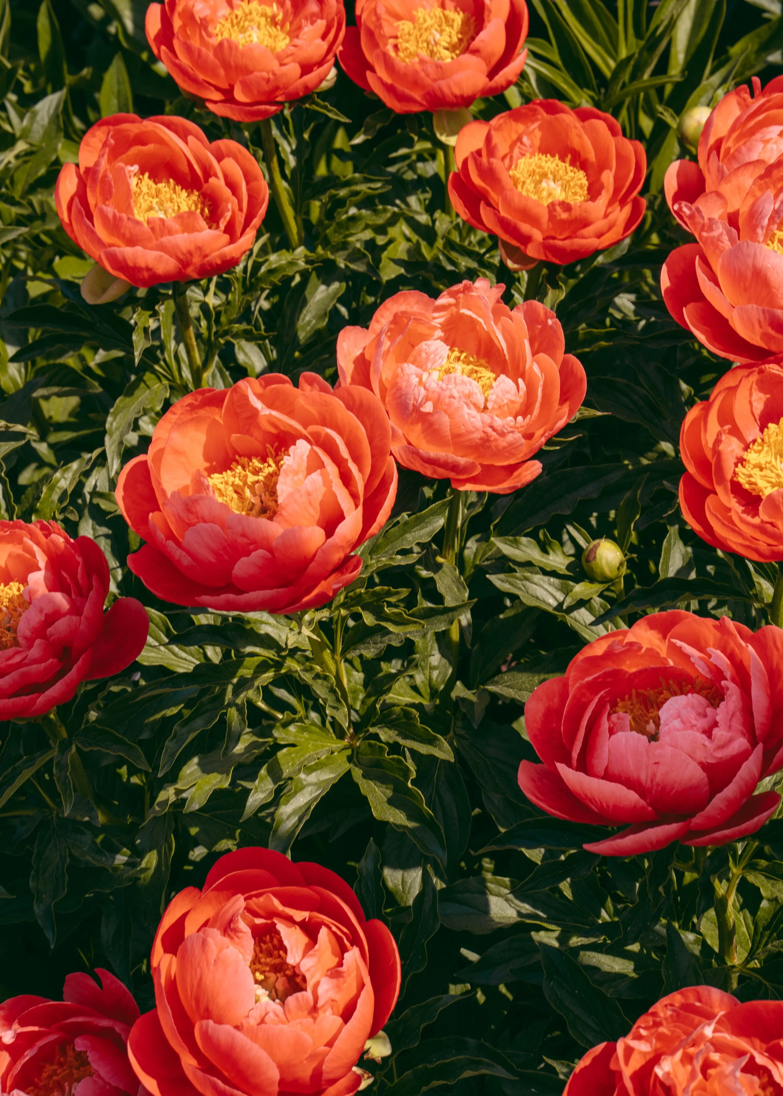 Paeonia Officinalis · New York Botanical Gardens, NY, USA
