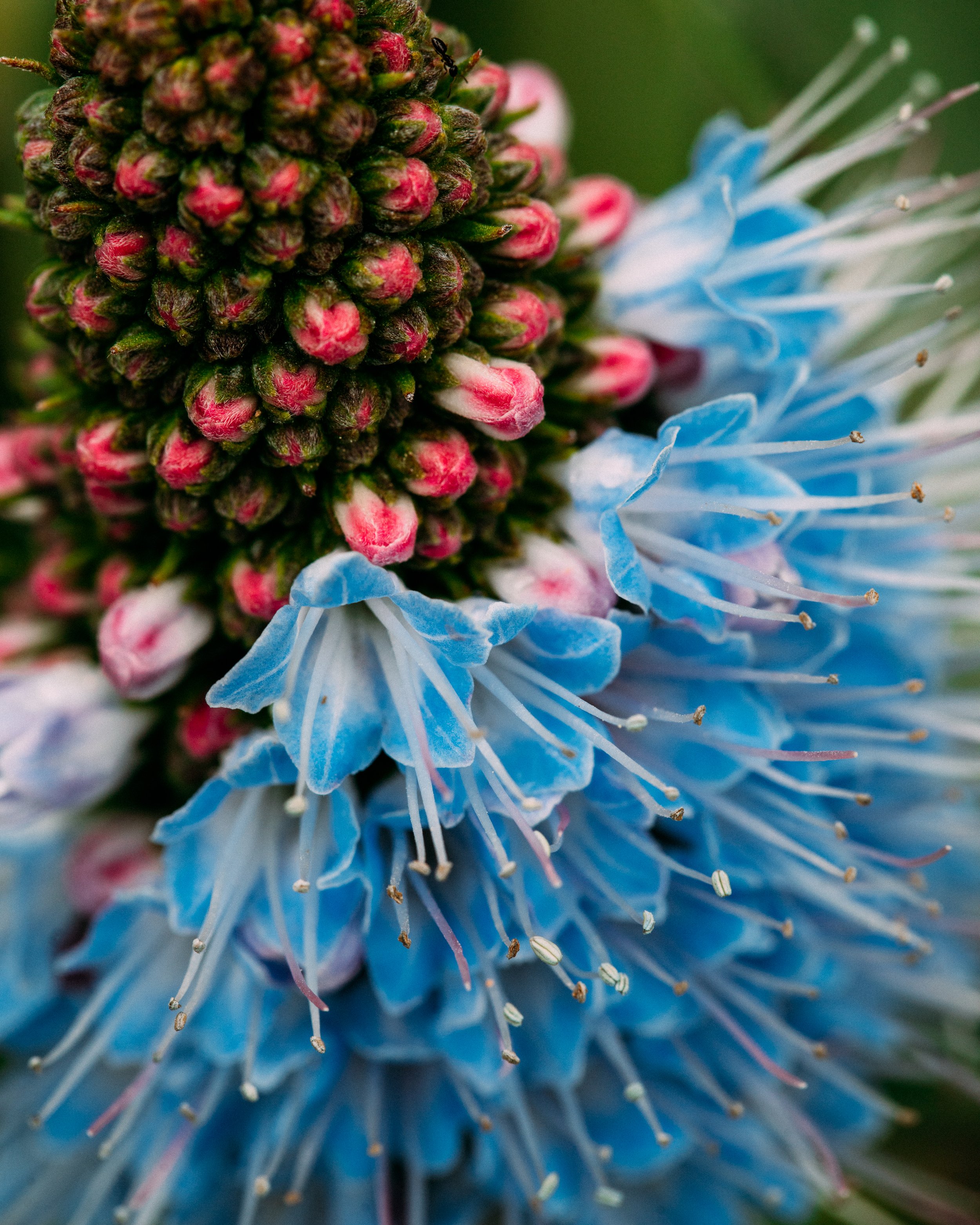 Echium Candicans · Jardí Botànic de Barcelona, Spain