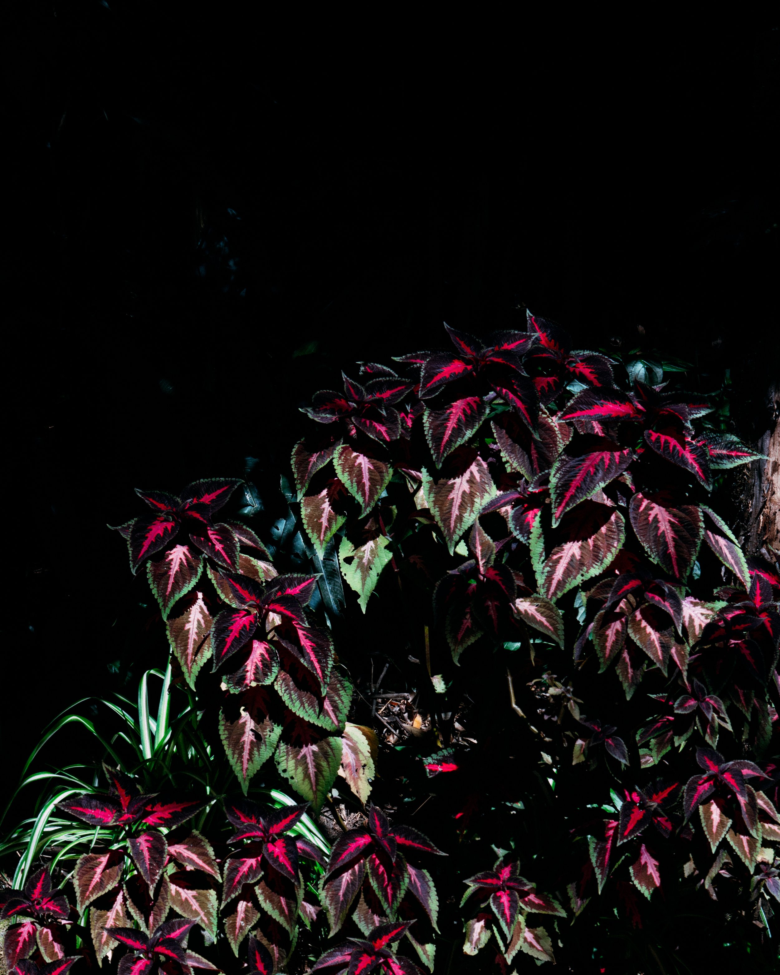 Coleus Scutellarioides · Osa Peninsula, Costa Rica