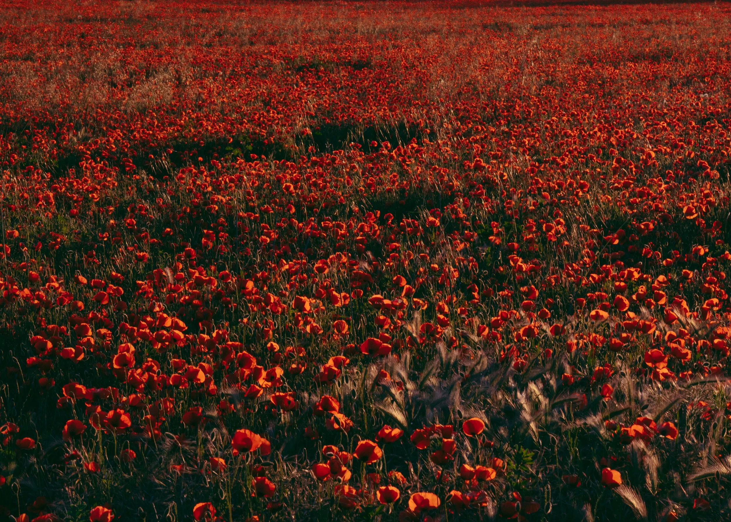 Papaver Rhoeas · Le Var, Provence, France