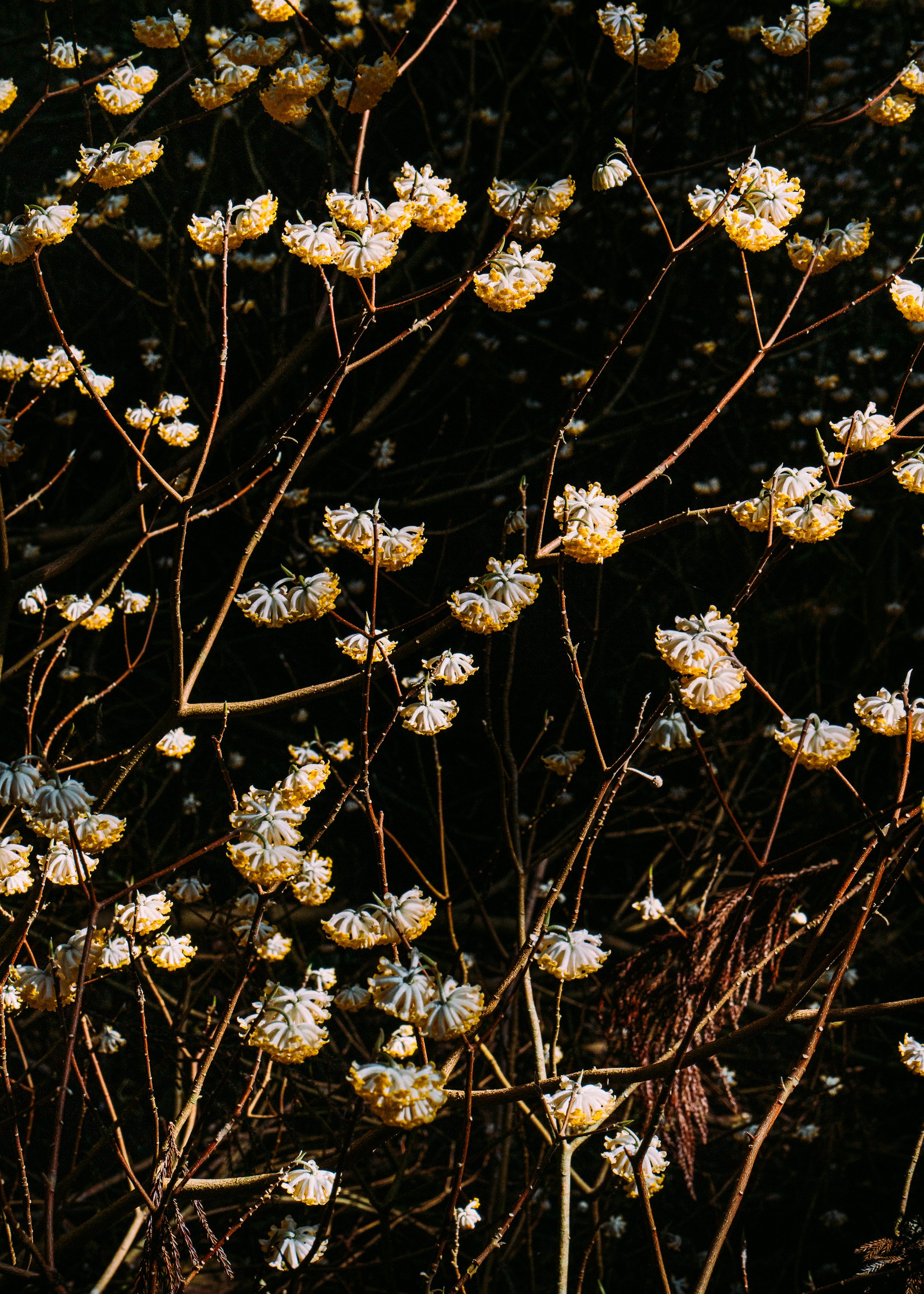 Edgeworthia Chrysantha · Kyoto Prefecture, Japan