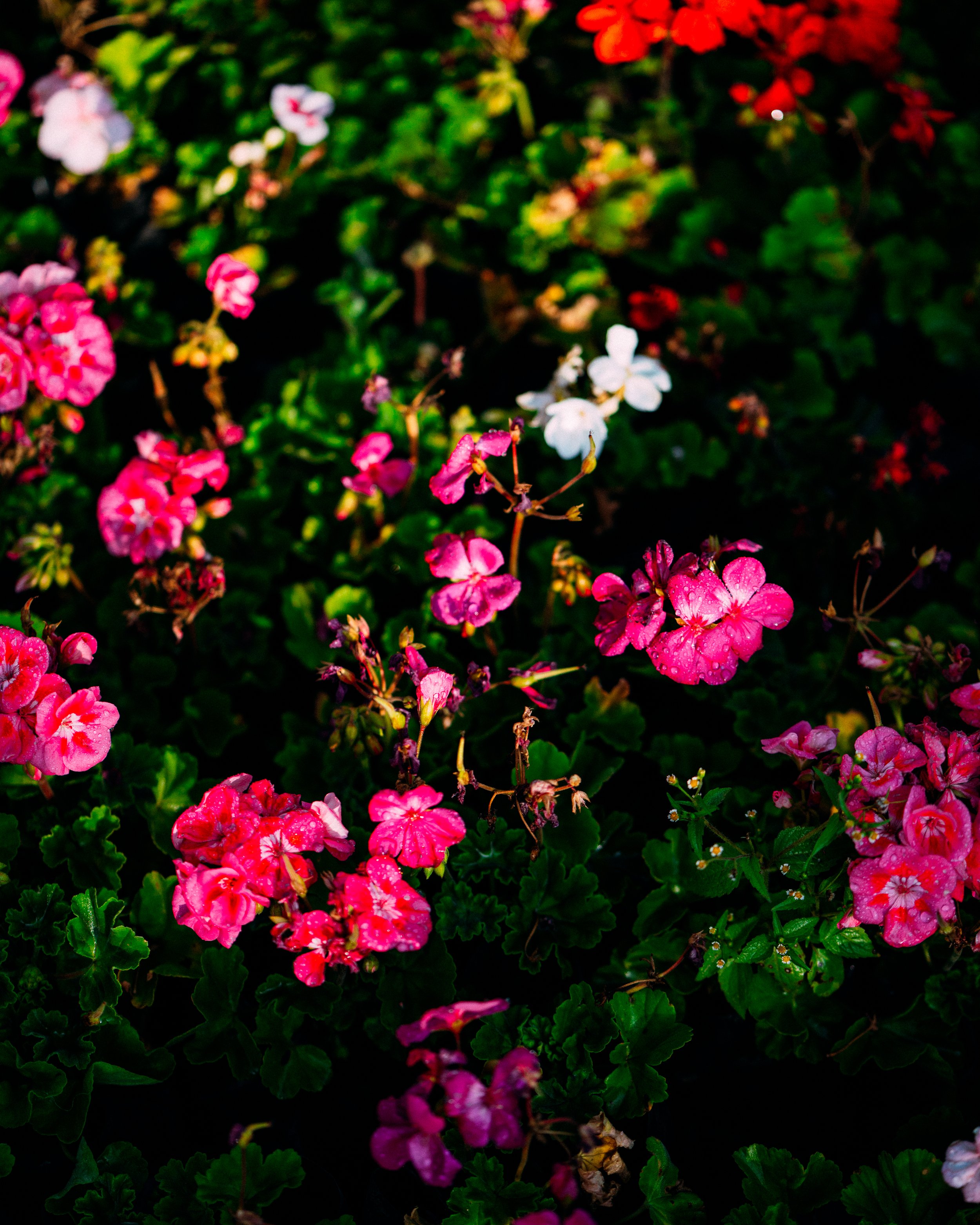 Pelargonium Hortorum · Siena, Toscana, Italia