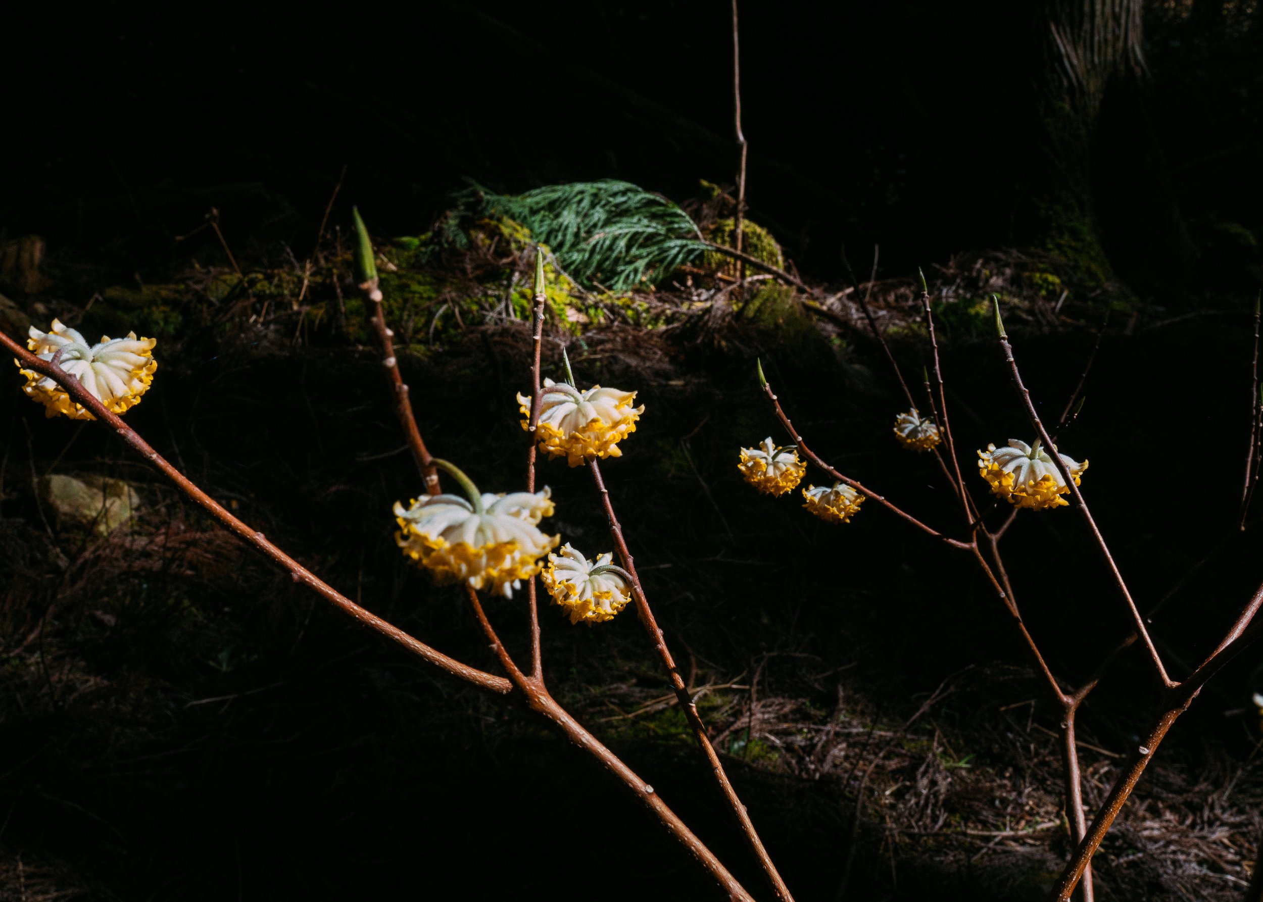 Edgeworthia Chrysantha · Kyoto Prefecture, Japan