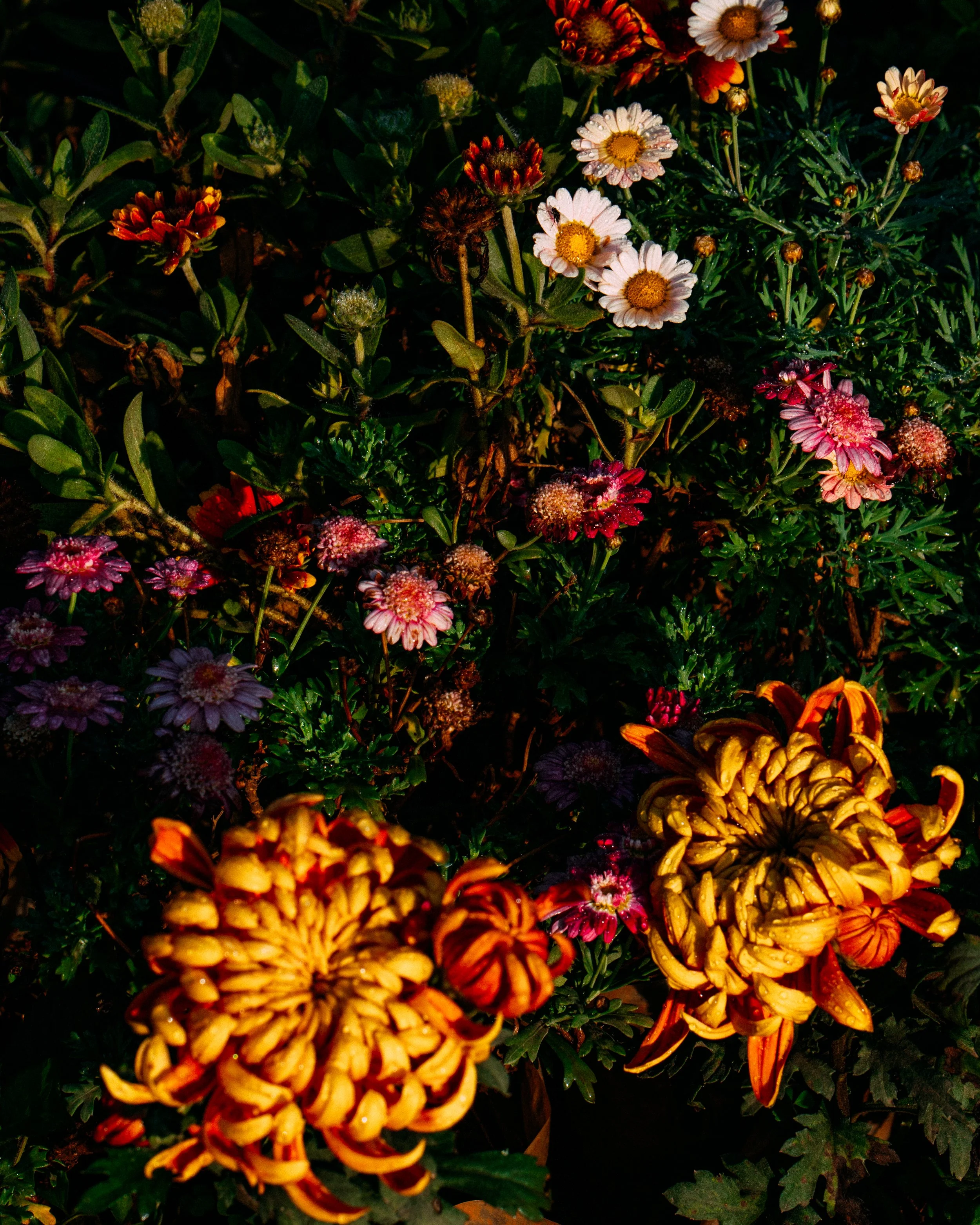 Chrysanthemum Morifolium · Siena, Toscana, Italia