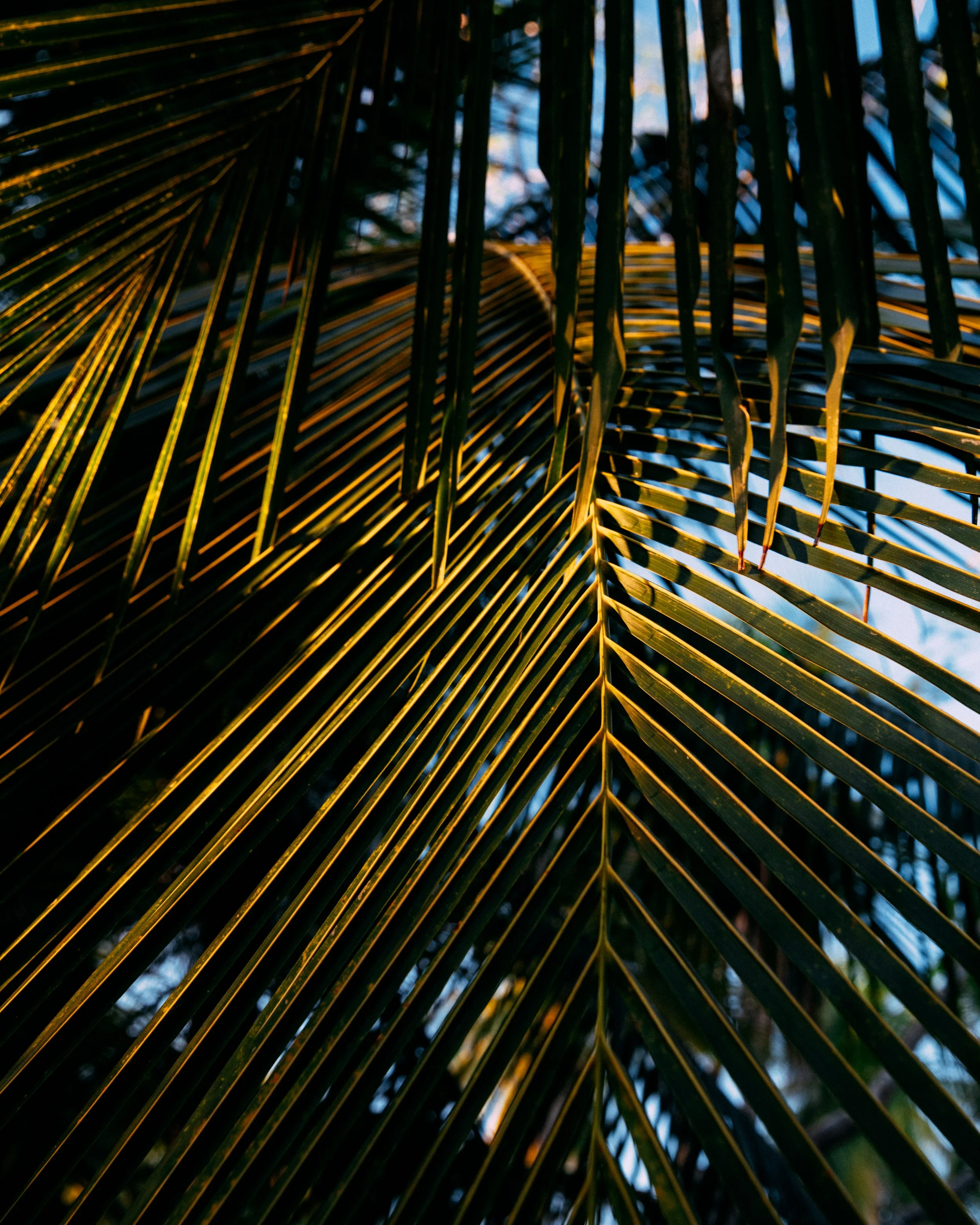 Jubaea Chilensis · Puerto Ángel, Oaxaca, Méjico