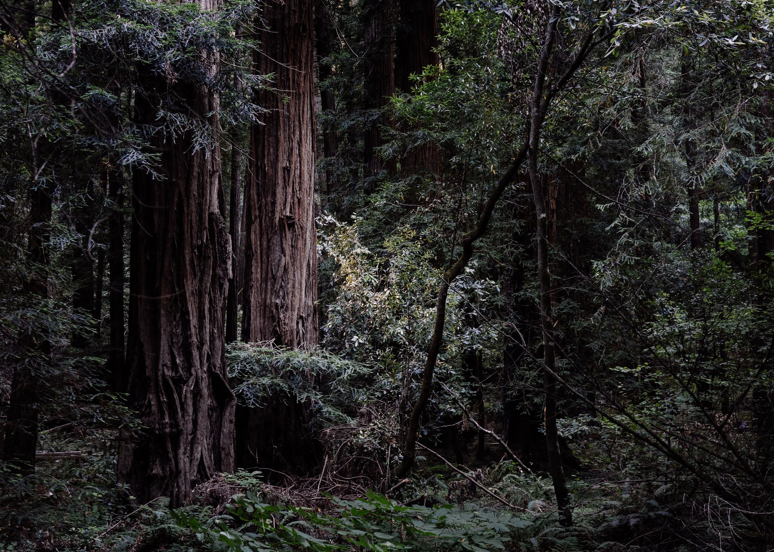 Sequoioideae · California, USA