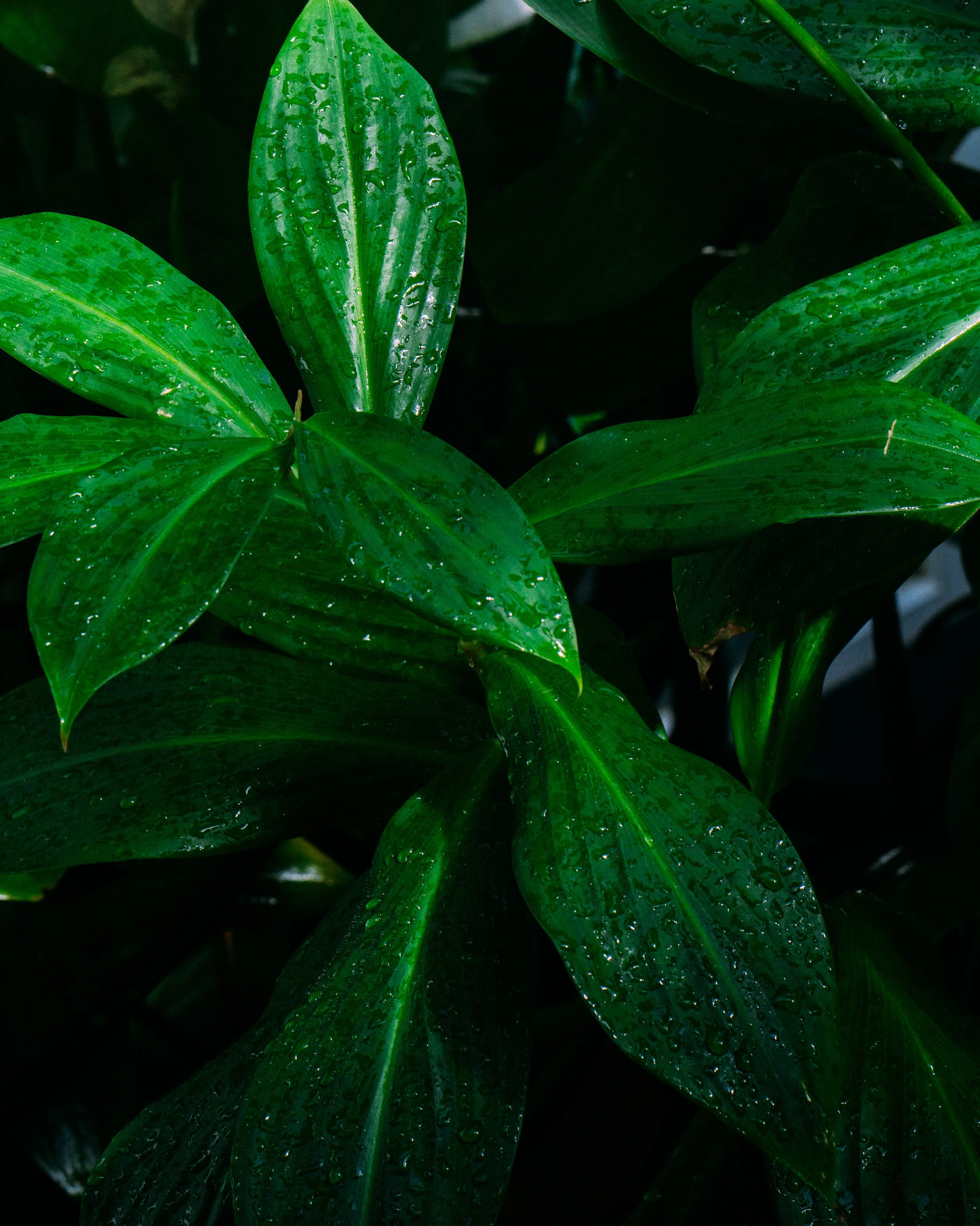 Costus Tonkinensis · Xilitla, San Luis Potosí, Méjico