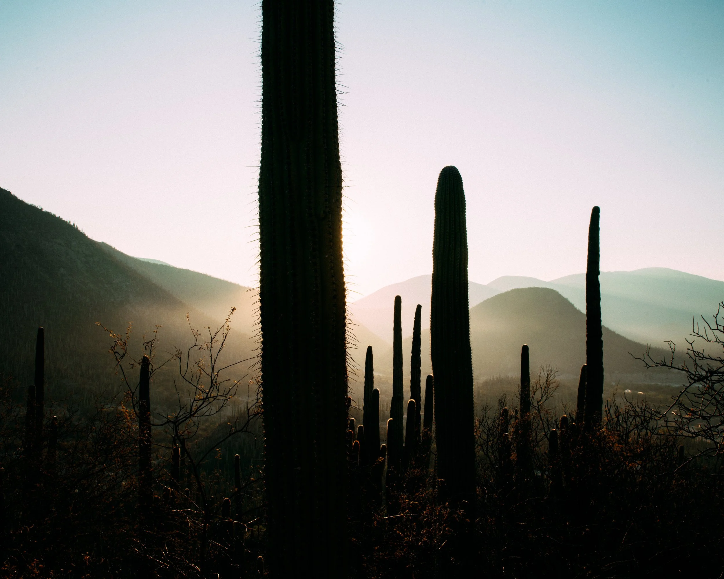 Carnegiea Gigantea · Zapotitlán, Puebla, Méjico