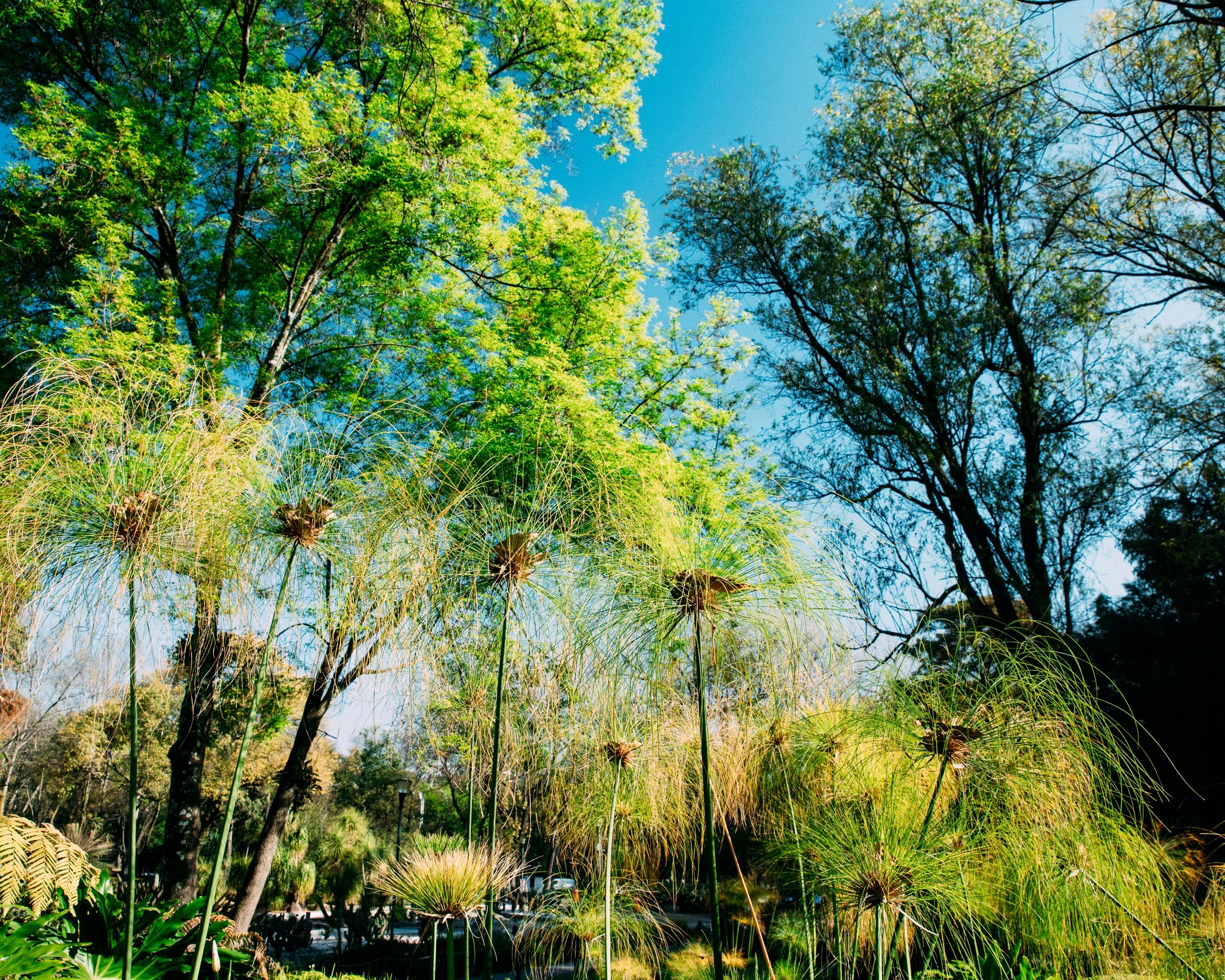 Cyperus Papyrus · Jardín Botánico del Bosque de Chapultepec, Méjico